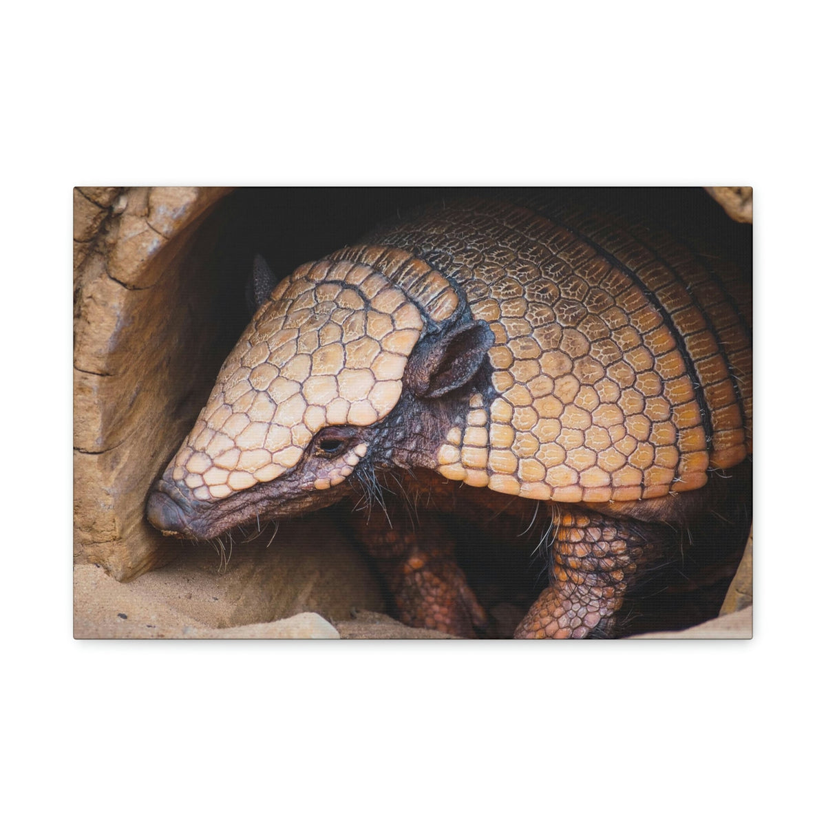 Coming Out Armadillo Portrait of Hairy Armadillo Wall Art Ready To Hang Unframed-Express Your Love Gifts