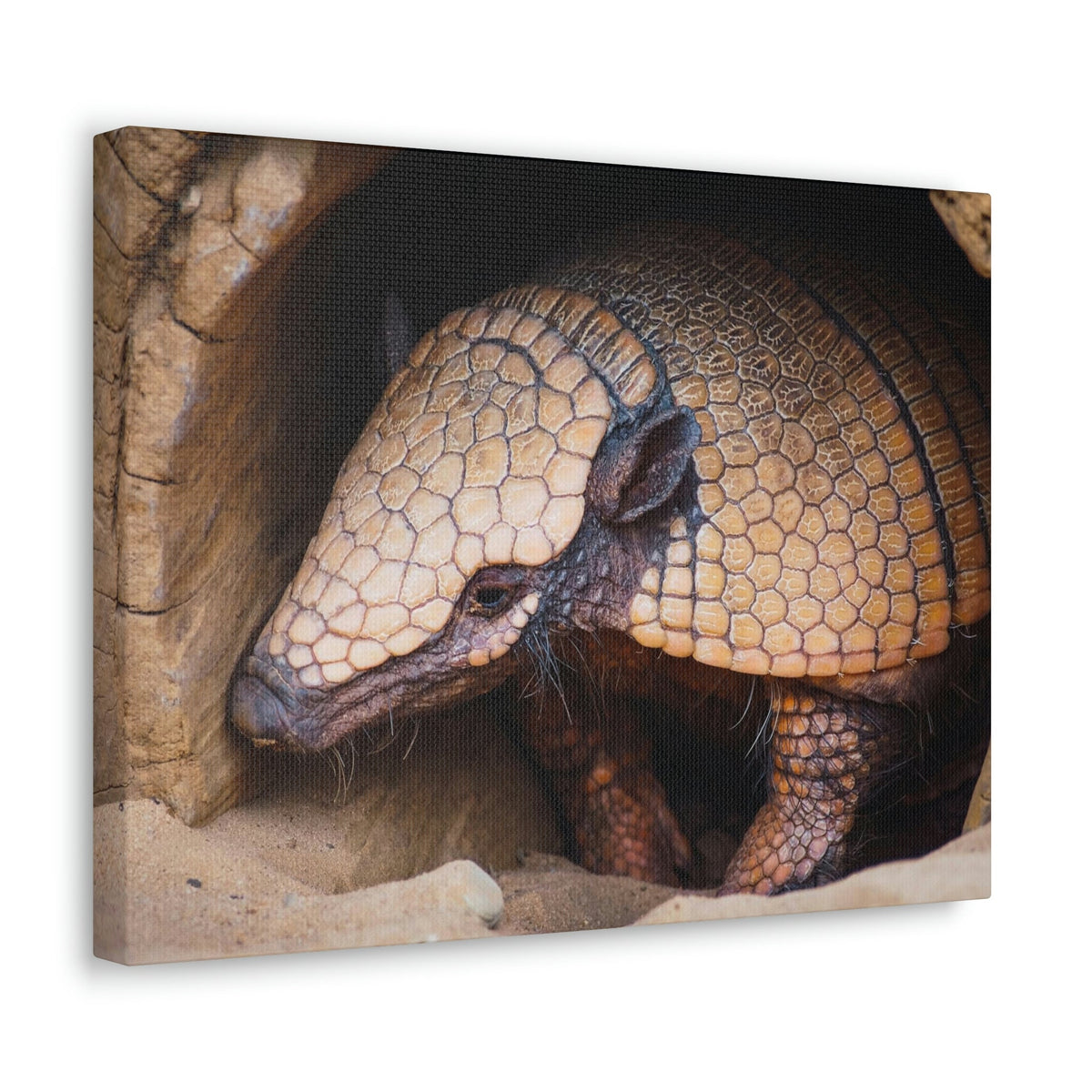 Coming Out Armadillo Portrait of Hairy Armadillo Wall Art Ready To Hang Unframed-Express Your Love Gifts