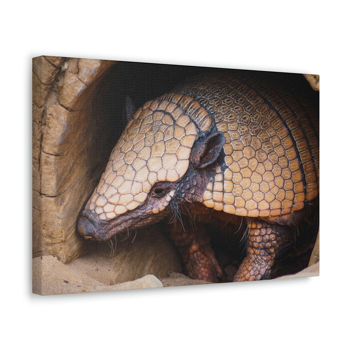 Coming Out Armadillo Portrait of Hairy Armadillo Wall Art Ready To Hang Unframed-Express Your Love Gifts
