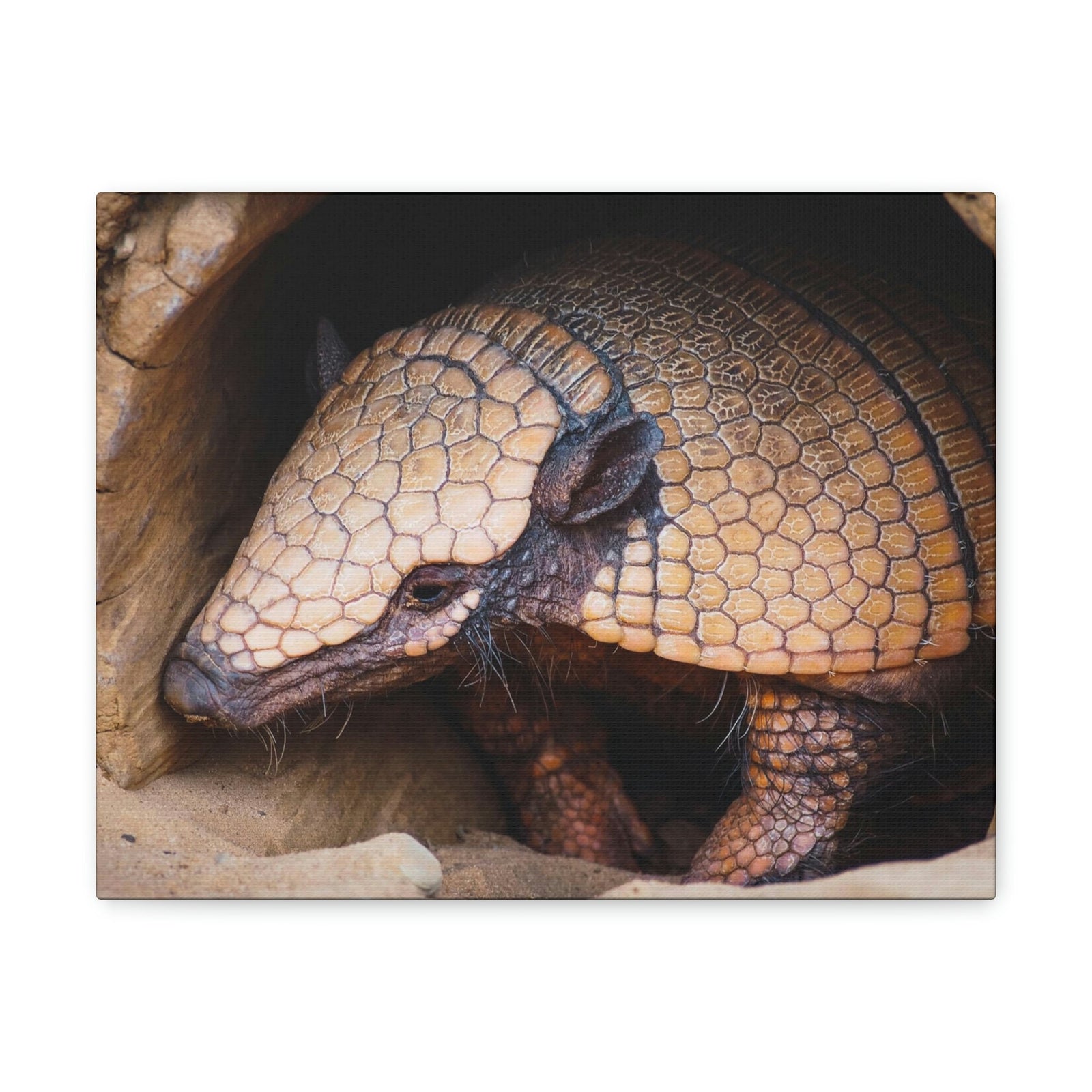 Coming Out Armadillo Portrait of Hairy Armadillo Wall Art Ready To Hang Unframed-Express Your Love Gifts