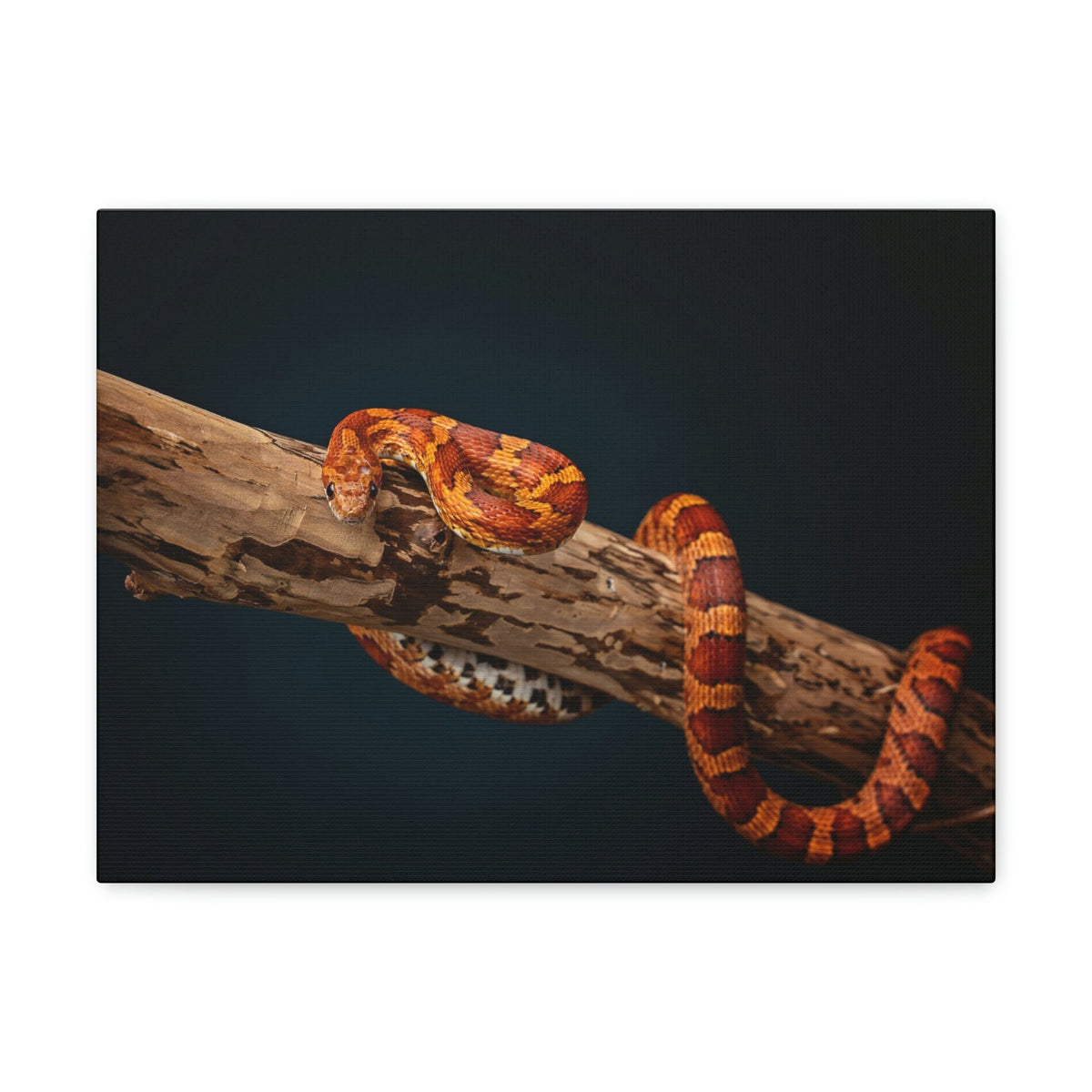 Scripture Walls Corn Snake Hunting Corn Snake on Hunt Print Animal Wall Art Wildlife Canvas Prints Wall Art Ready to Hang Unframed-Express Your Love Gifts