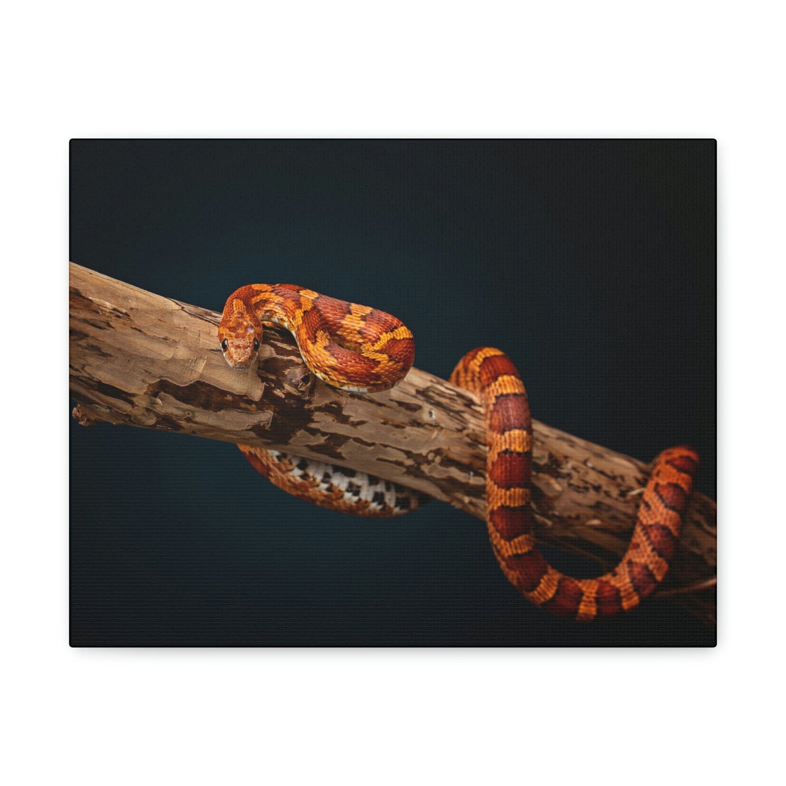 Scripture Walls Corn Snake Hunting Corn Snake on Hunt Print Animal Wall Art Wildlife Canvas Prints Wall Art Ready to Hang Unframed-Express Your Love Gifts