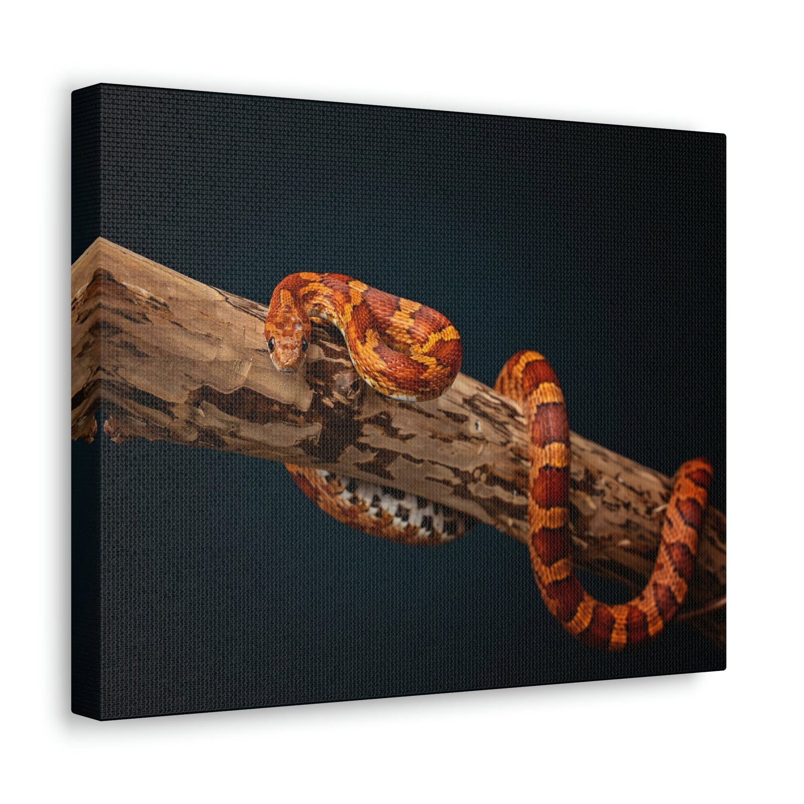 Scripture Walls Corn Snake Hunting Corn Snake on Hunt Print Animal Wall Art Wildlife Canvas Prints Wall Art Ready to Hang Unframed-Express Your Love Gifts