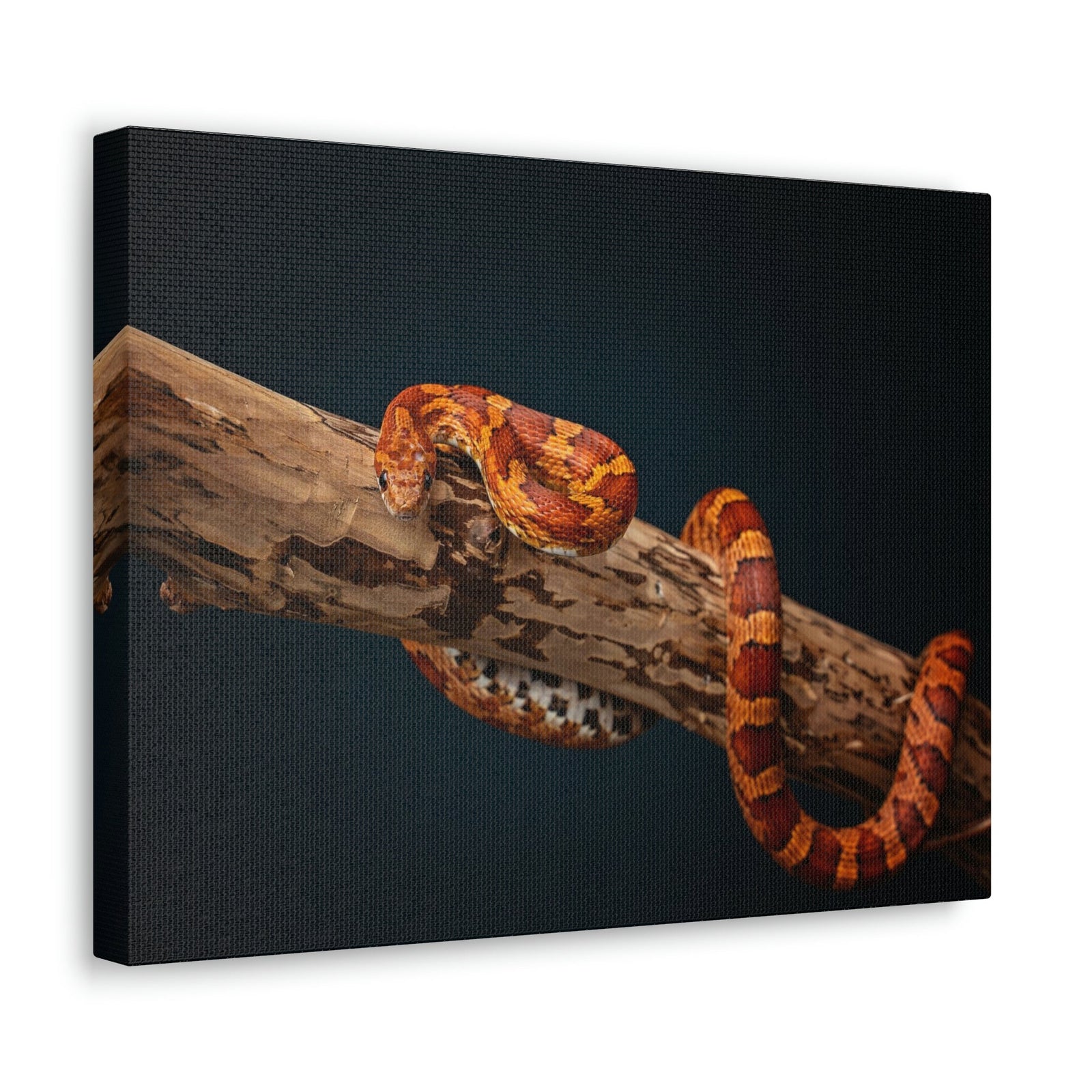 Scripture Walls Corn Snake Hunting Corn Snake on Hunt Print Animal Wall Art Wildlife Canvas Prints Wall Art Ready to Hang Unframed-Express Your Love Gifts