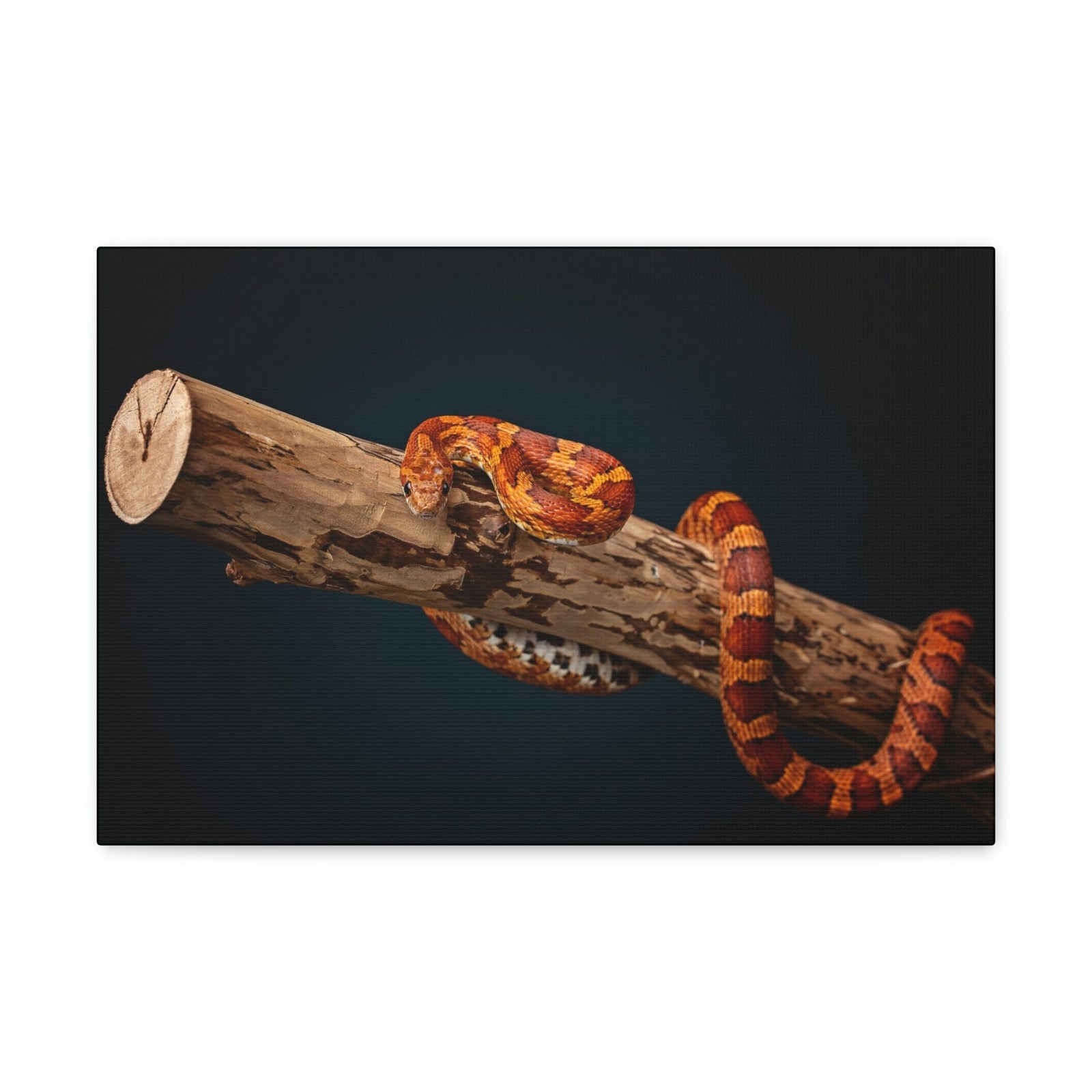 Scripture Walls Corn Snake Hunting Corn Snake on Hunt Print Animal Wall Art Wildlife Canvas Prints Wall Art Ready to Hang Unframed-Express Your Love Gifts