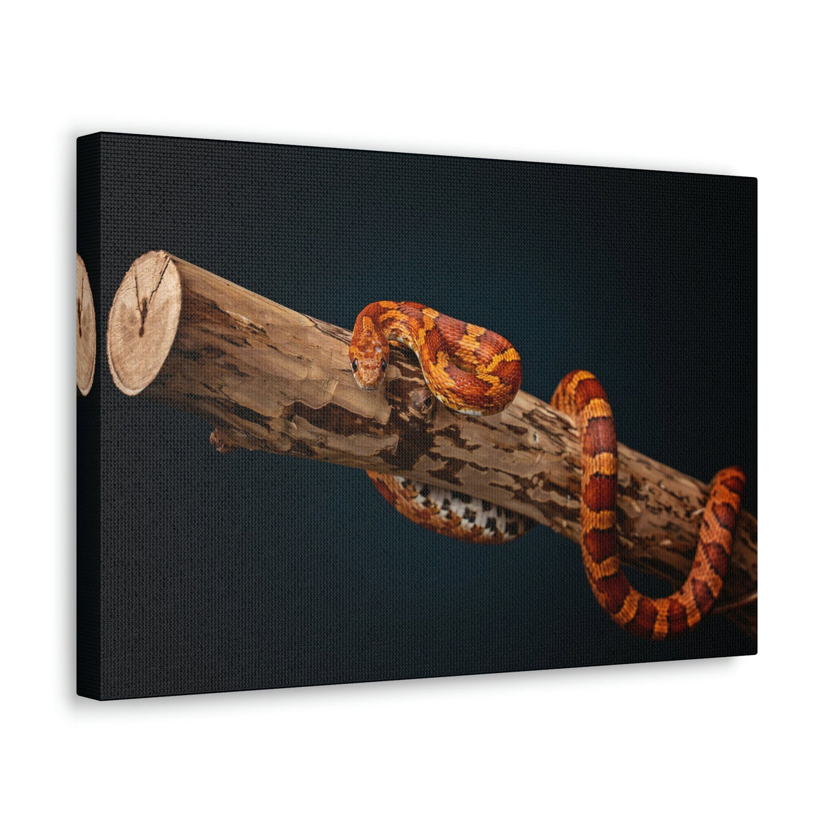 Scripture Walls Corn Snake Hunting Corn Snake on Hunt Print Animal Wall Art Wildlife Canvas Prints Wall Art Ready to Hang Unframed-Express Your Love Gifts