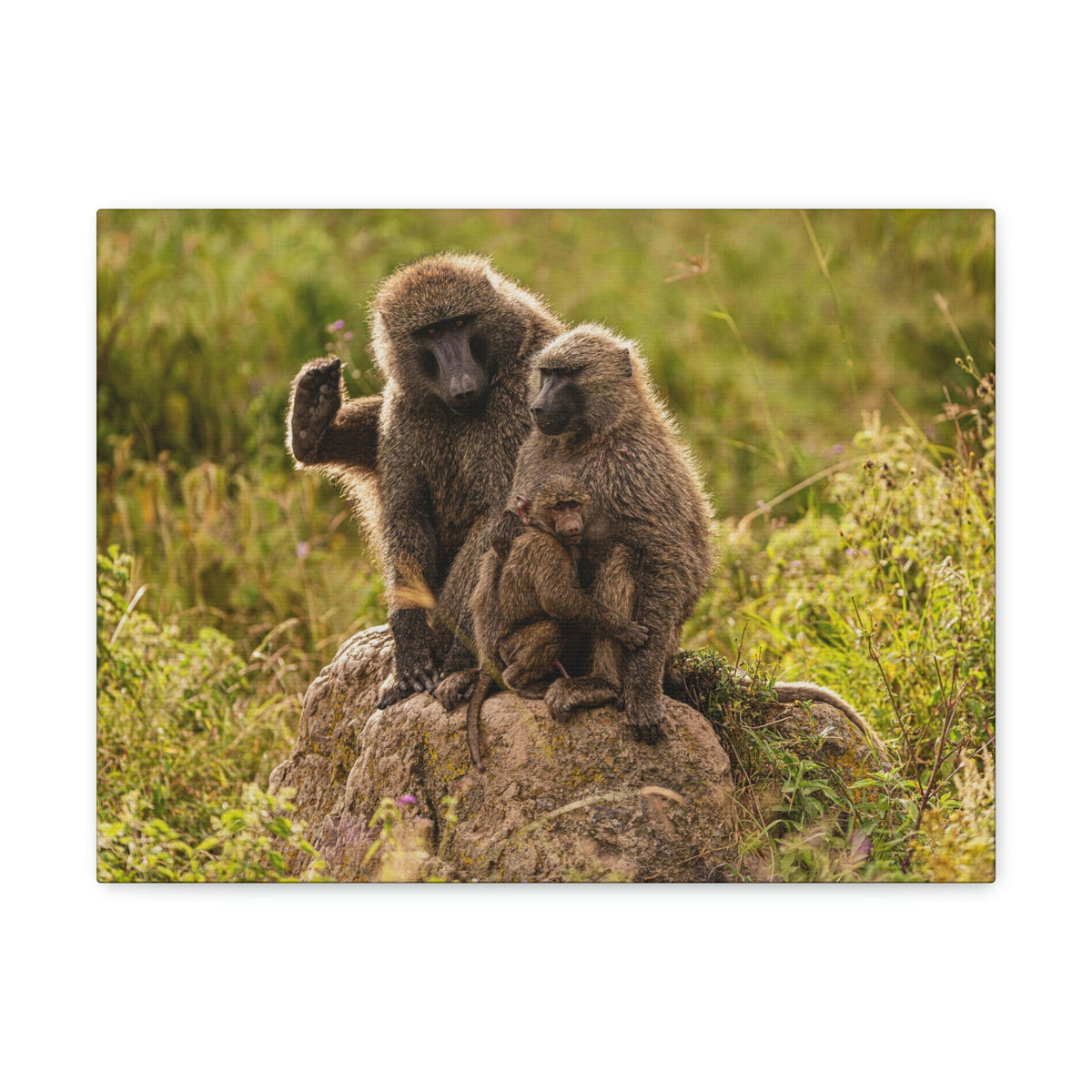 Scripture Walls Couple Baboon Couple Couple Baboon Troop Print Animal Wall Art Wildlife Canvas Prints Wall Art Ready to Hang Unframed-Express Your Love Gifts