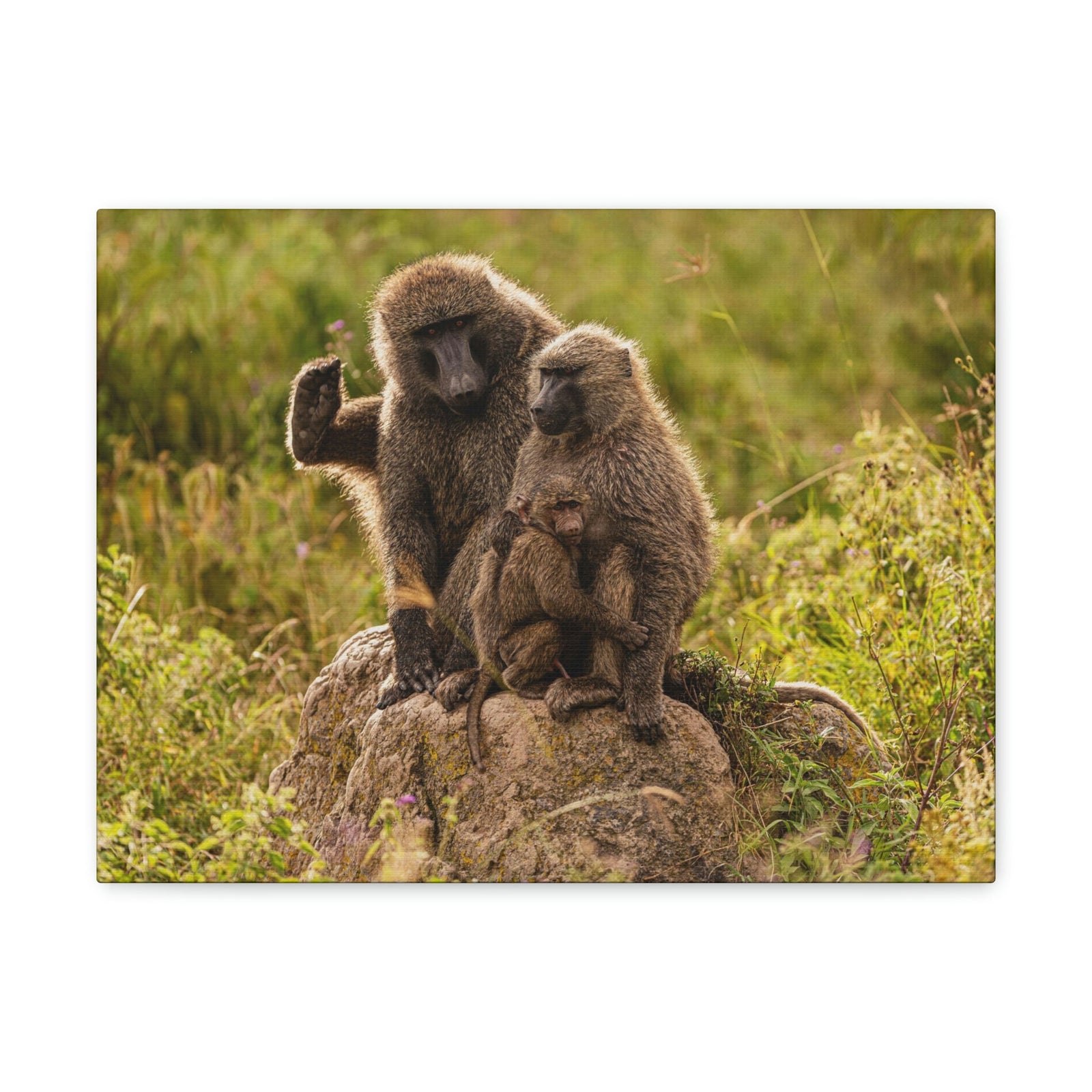 Scripture Walls Couple Baboon Couple Couple Baboon Troop Print Animal Wall Art Wildlife Canvas Prints Wall Art Ready to Hang Unframed-Express Your Love Gifts