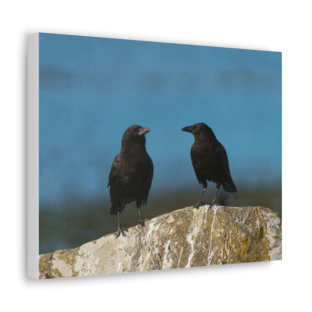 Scripture Walls Couple of Crow Chatting Print Animal Wall Art Wildlife Canvas Prints Wall Art Ready to Hang Unframed-Express Your Love Gifts