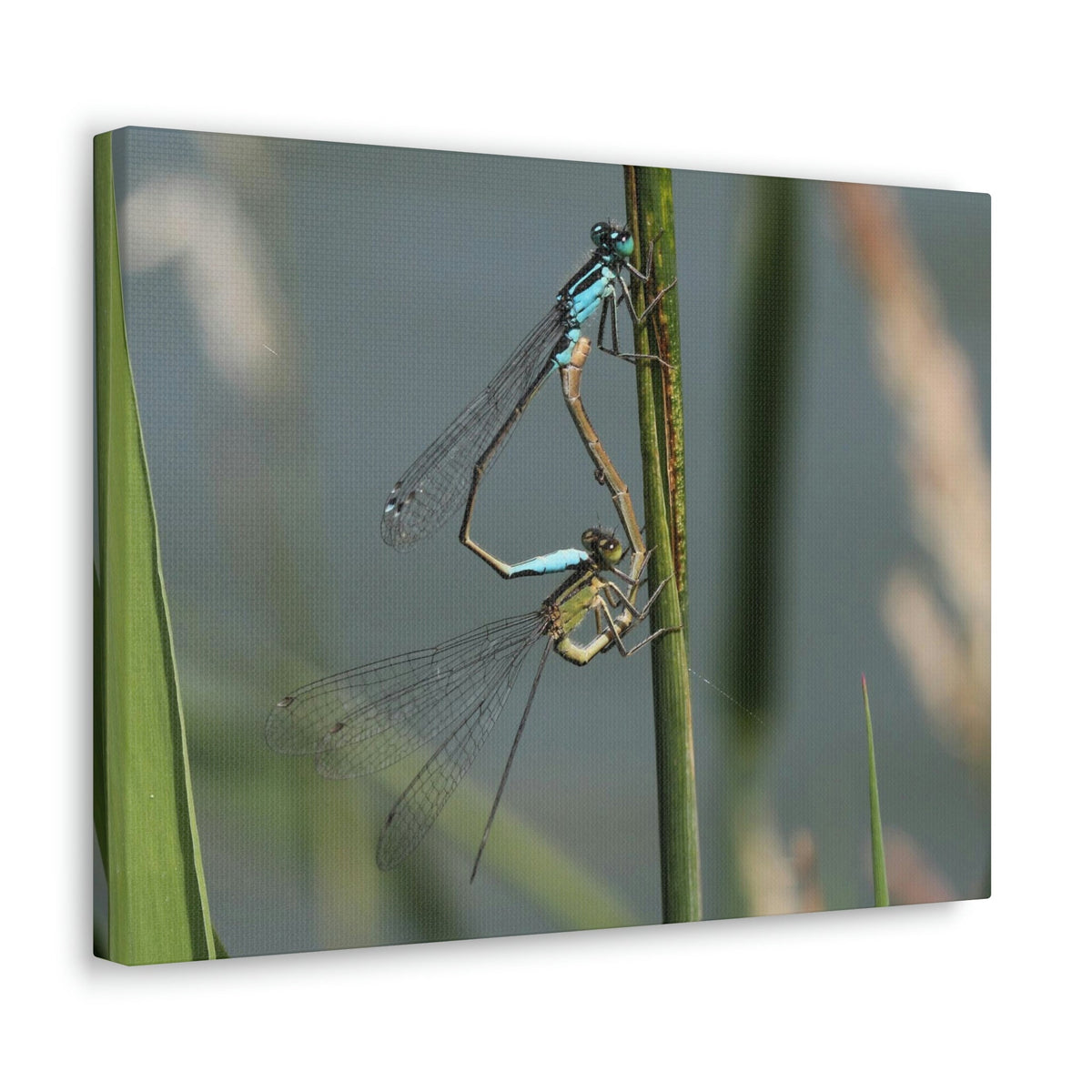 Scripture Walls Couple of Dragonfly on a Plant Print Animal Wall Art Wildlife Canvas Prints Wall Art Ready to Hang Unframed-Express Your Love Gifts