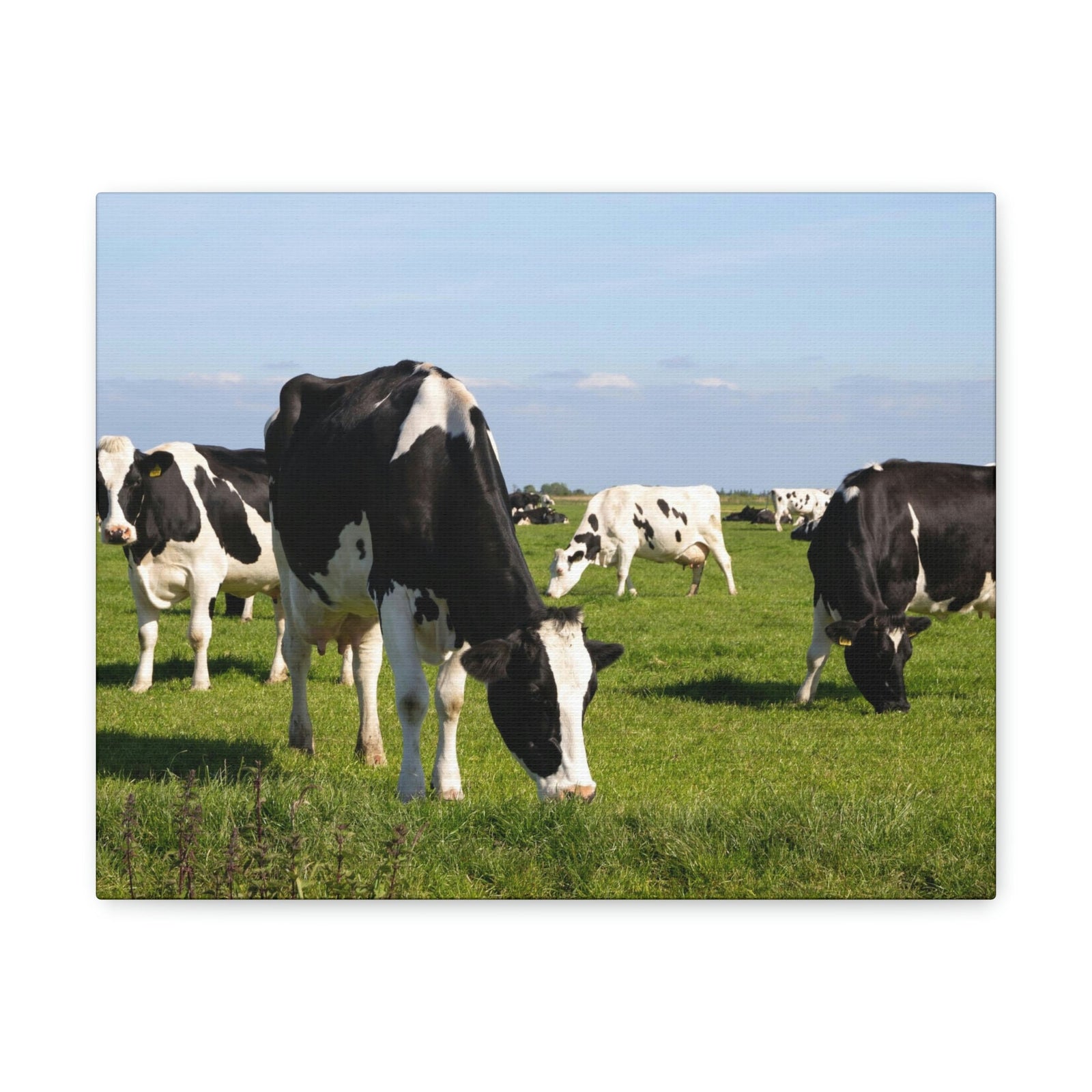 Scripture Walls Cow Couple Cow Troop Print Animal Wall Art Wildlife Canvas Prints Wall Art Ready to Hang Unframed-Express Your Love Gifts