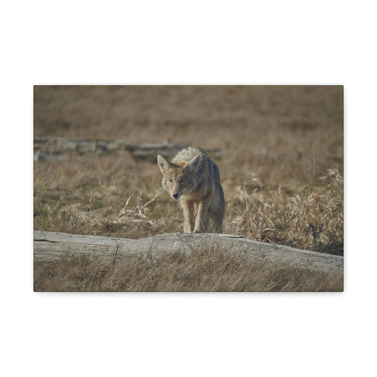 Scripture Walls Coyote Hunting Coyote on Hunt Print Animal Wall Art Wildlife Canvas Prints Wall Art Ready to Hang Unframed-Express Your Love Gifts