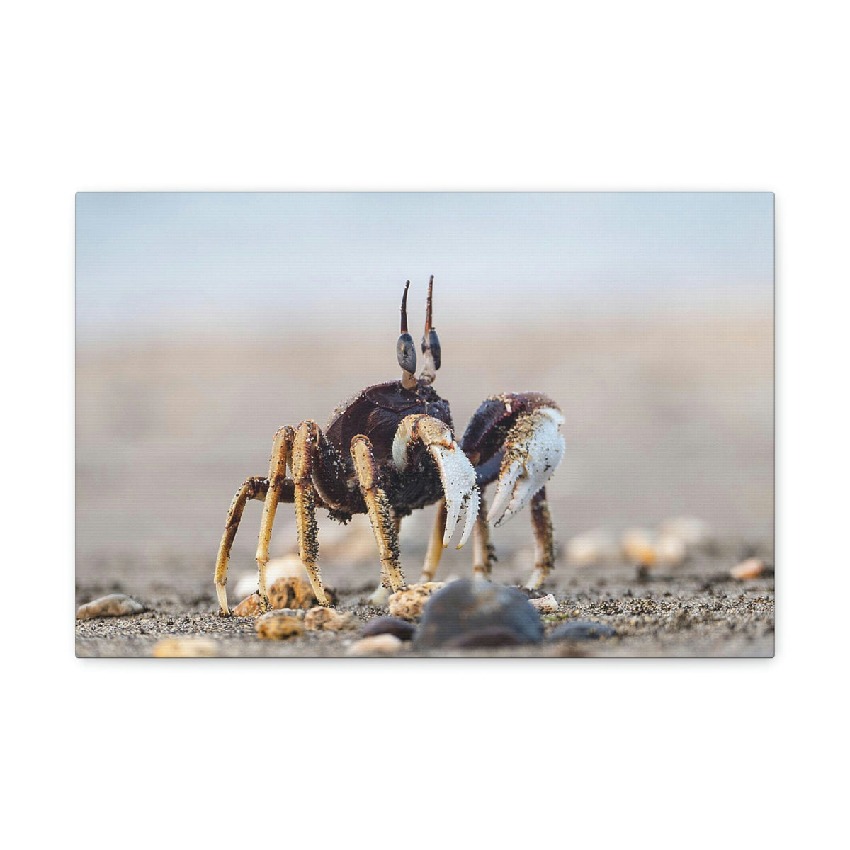 Scripture Walls Crab Hunting Crab on Hunt Print Animal Wall Art Wildlife Canvas Prints Wall Art Ready to Hang Unframed-Express Your Love Gifts