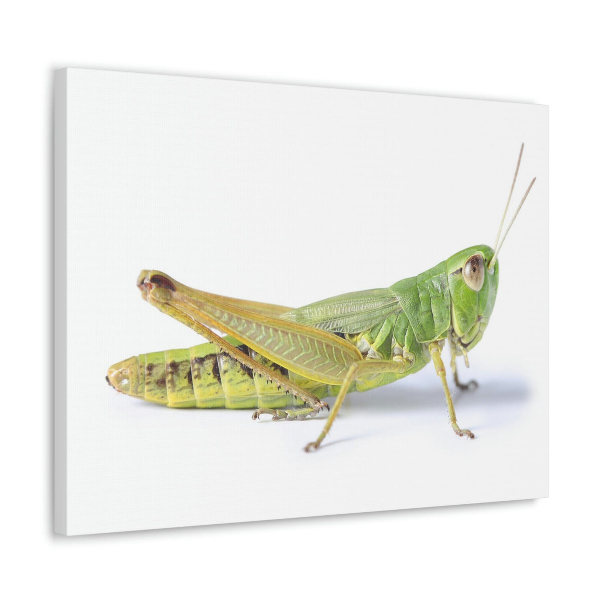 Scripture Walls Cricket Hunting Cricket on Hunt Print Animal Wall Art Wildlife Canvas Prints Wall Art Ready to Hang Unframed-Express Your Love Gifts