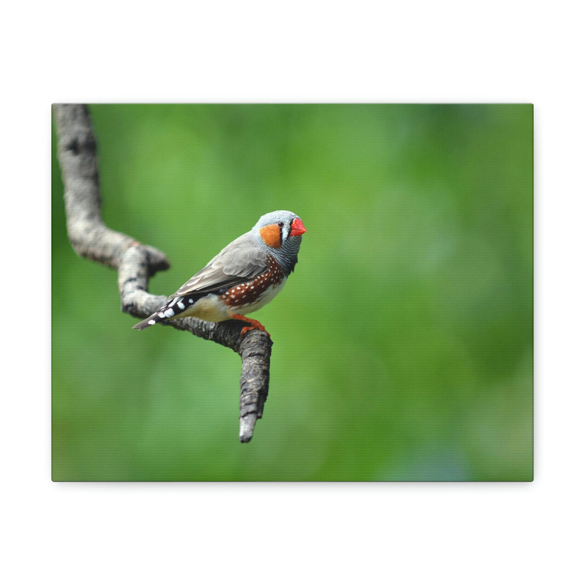 Scripture Walls Exotic Zebra Finch Sitting on a Tree Branch Print Animal Wall Art Wildlife Canvas Prints Wall Art Ready to Hang Unframed-Express Your Love Gifts