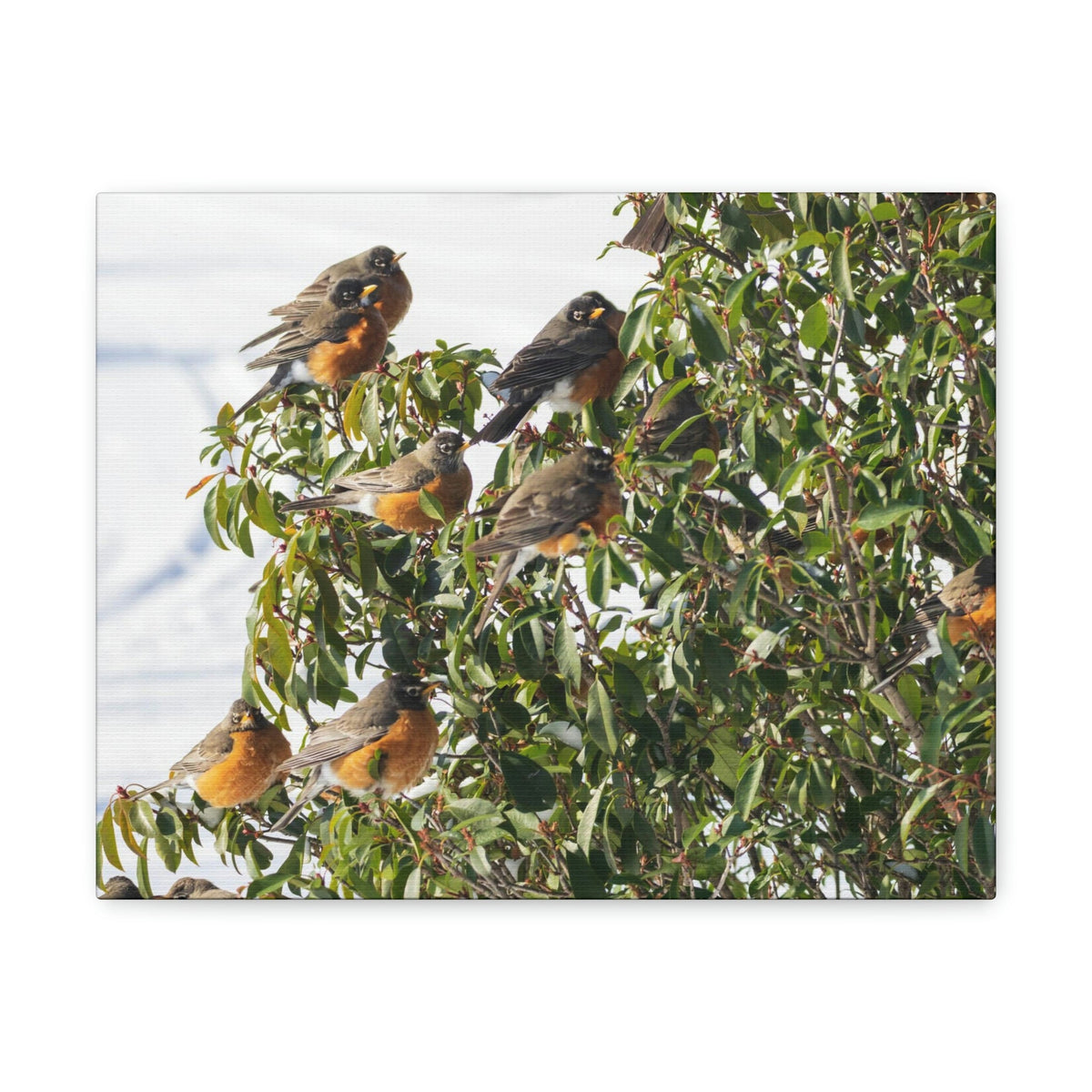 Scripture Walls Flock of American Robins on a Tree Print Animal Wall Art Wildlife Canvas Prints Wall Art Ready to Hang Unframed-Express Your Love Gifts