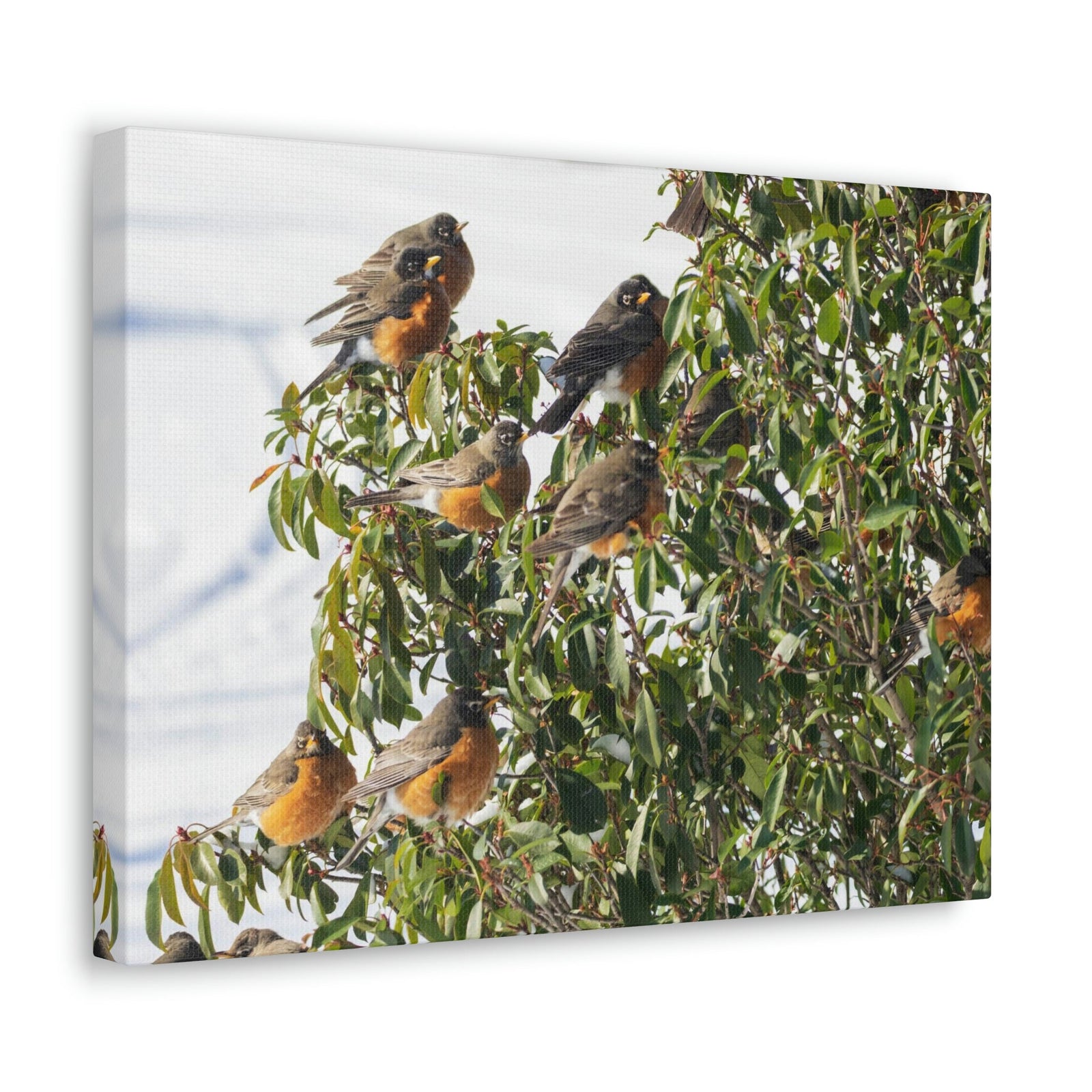 Scripture Walls Flock of American Robins on a Tree Print Animal Wall Art Wildlife Canvas Prints Wall Art Ready to Hang Unframed-Express Your Love Gifts