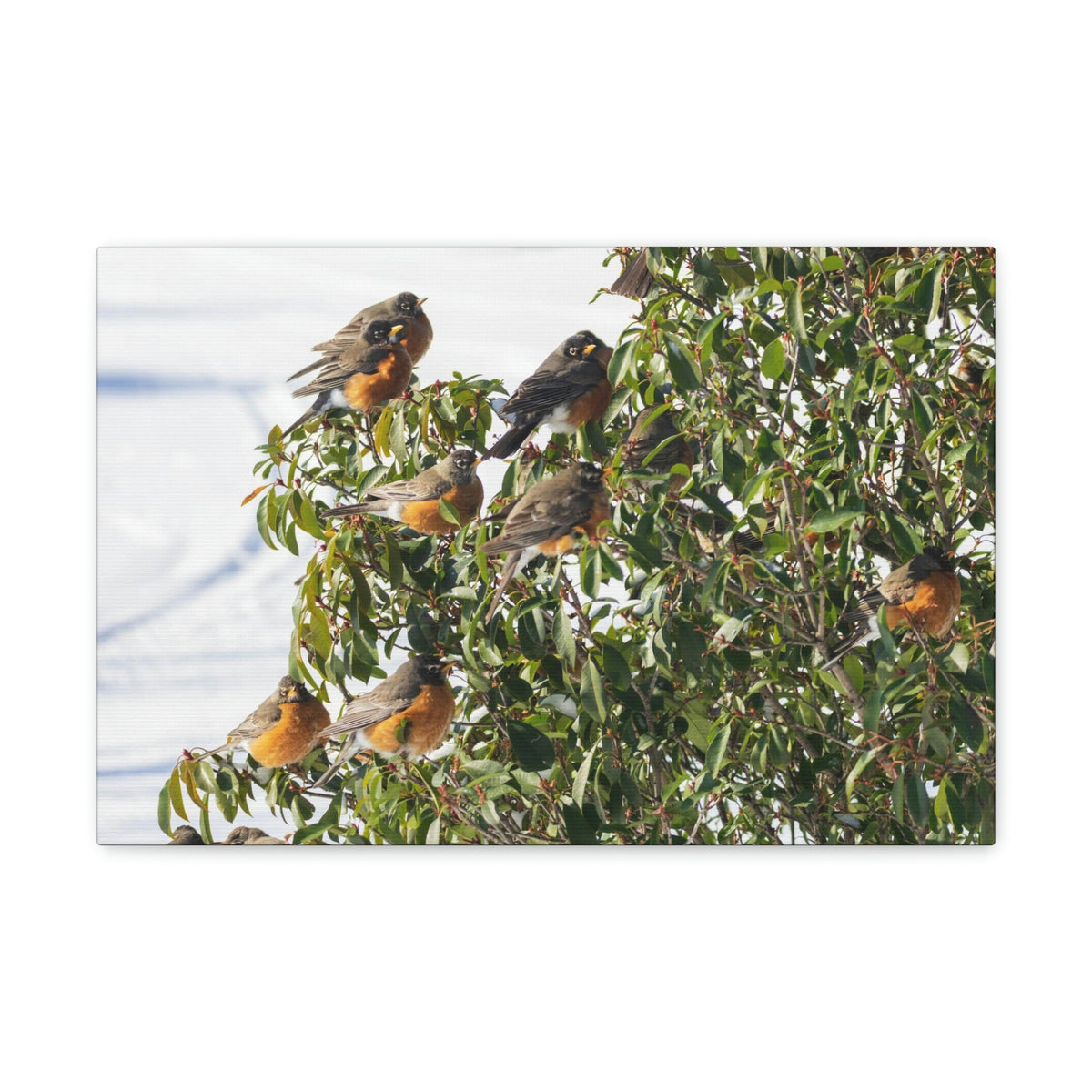 Scripture Walls Flock of American Robins on a Tree Print Animal Wall Art Wildlife Canvas Prints Wall Art Ready to Hang Unframed-Express Your Love Gifts