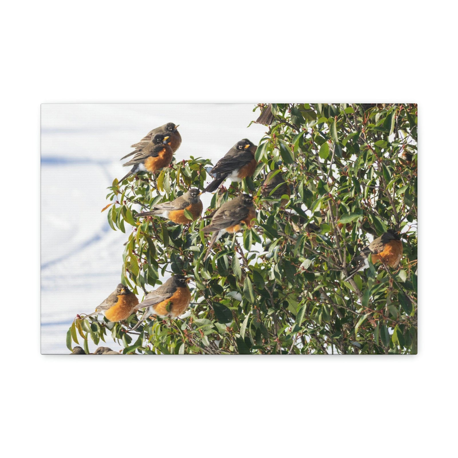 Scripture Walls Flock of American Robins on a Tree Print Animal Wall Art Wildlife Canvas Prints Wall Art Ready to Hang Unframed-Express Your Love Gifts