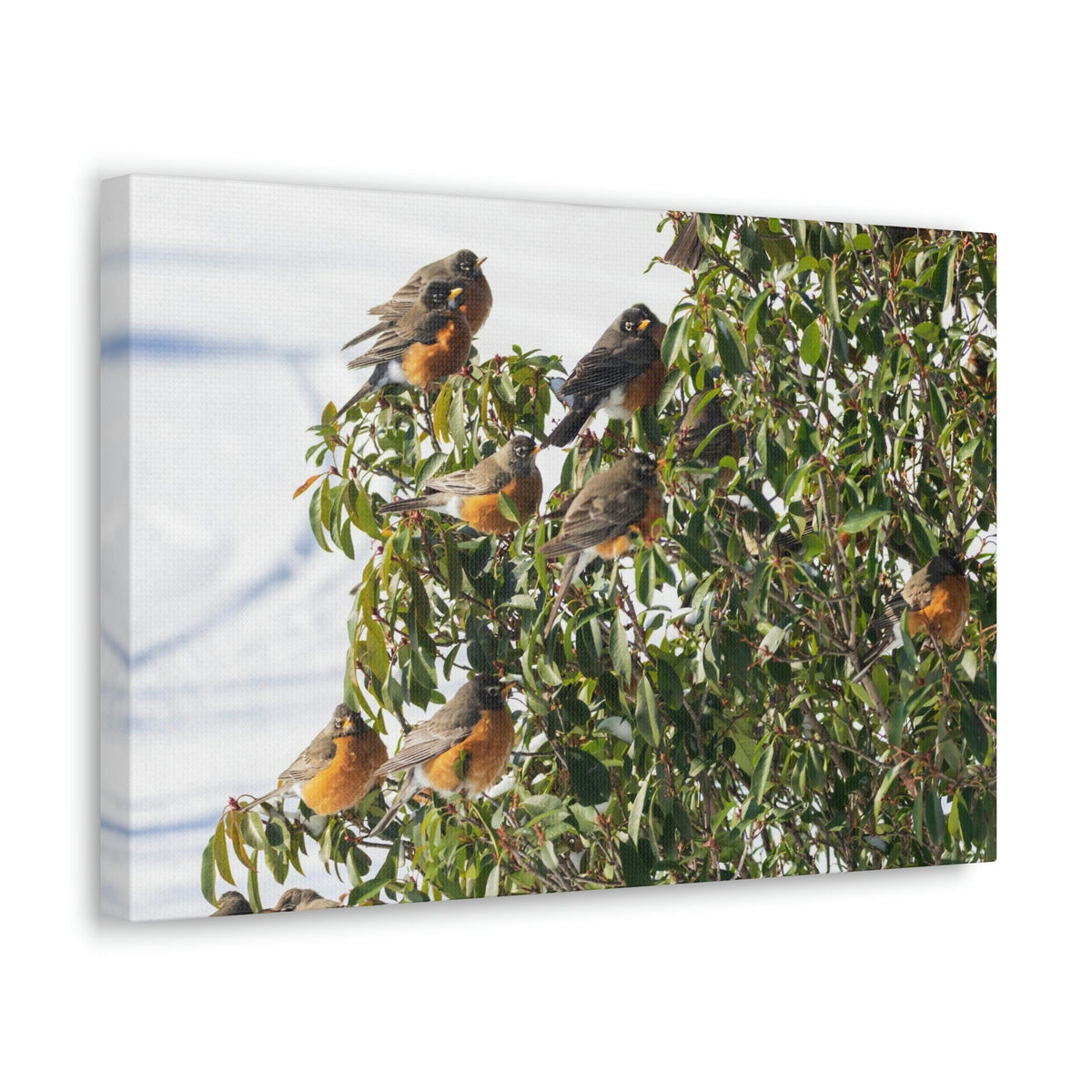 Scripture Walls Flock of American Robins on a Tree Print Animal Wall Art Wildlife Canvas Prints Wall Art Ready to Hang Unframed-Express Your Love Gifts