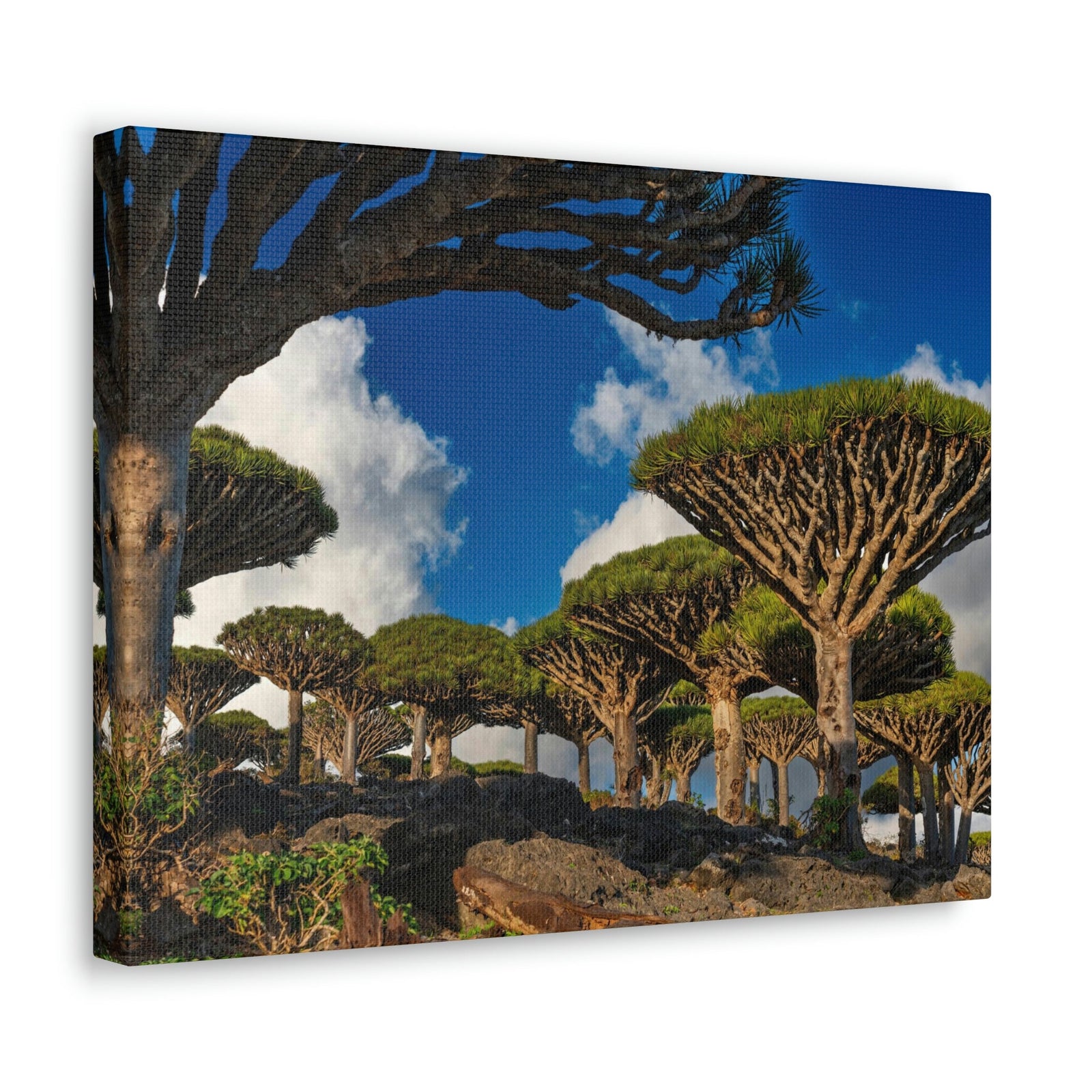 Forest Area With Lush Trees and Vegetation Scene Beautiful Amazing and Lovely Sea Beauty Nature Scene Big Mountains and Shore Wall Art Ready to Hang Unframed-Express Your Love Gifts