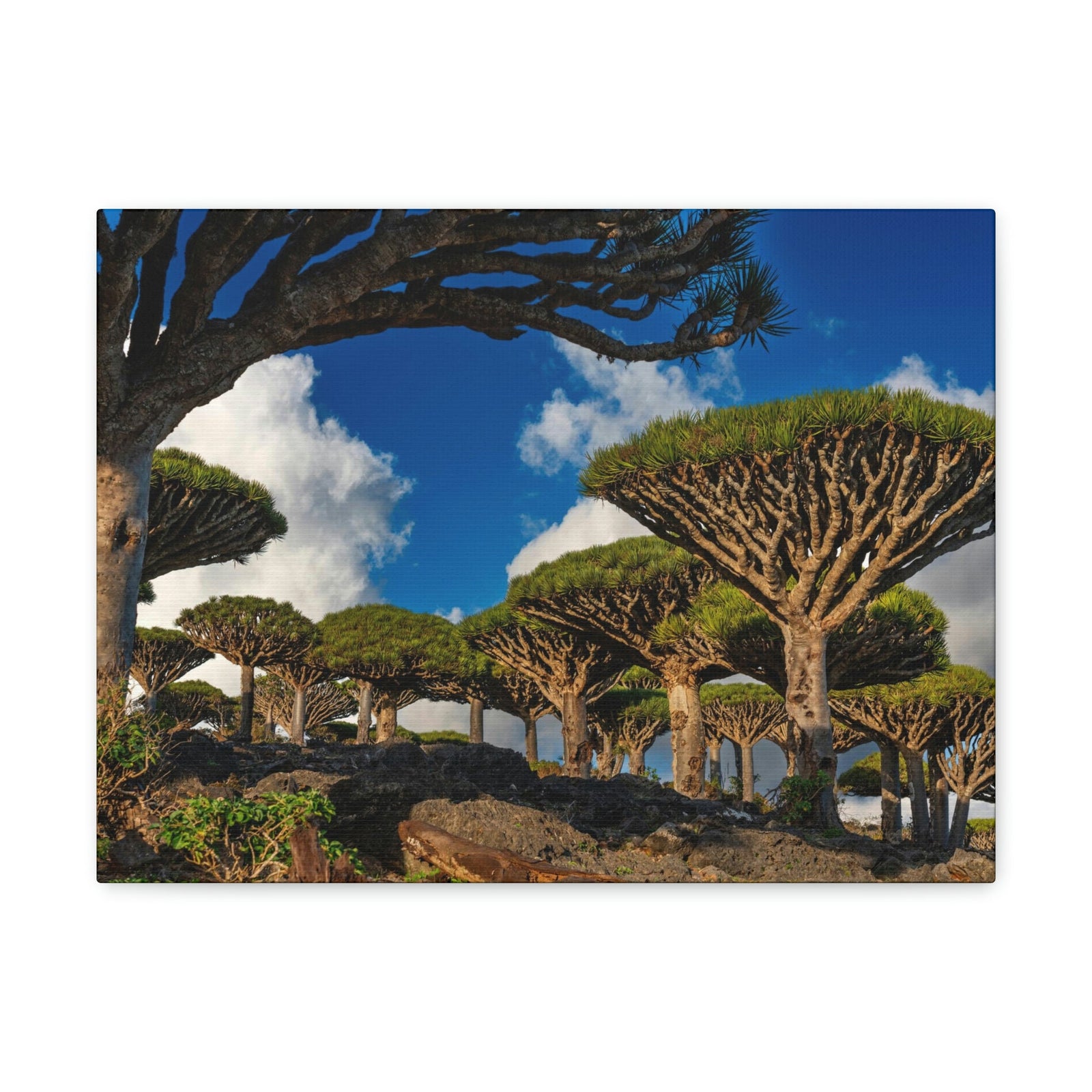 Forest Area With Lush Trees and Vegetation Scene Beautiful Amazing and Lovely Sea Beauty Nature Scene Big Mountains and Shore Wall Art Ready to Hang Unframed-Express Your Love Gifts