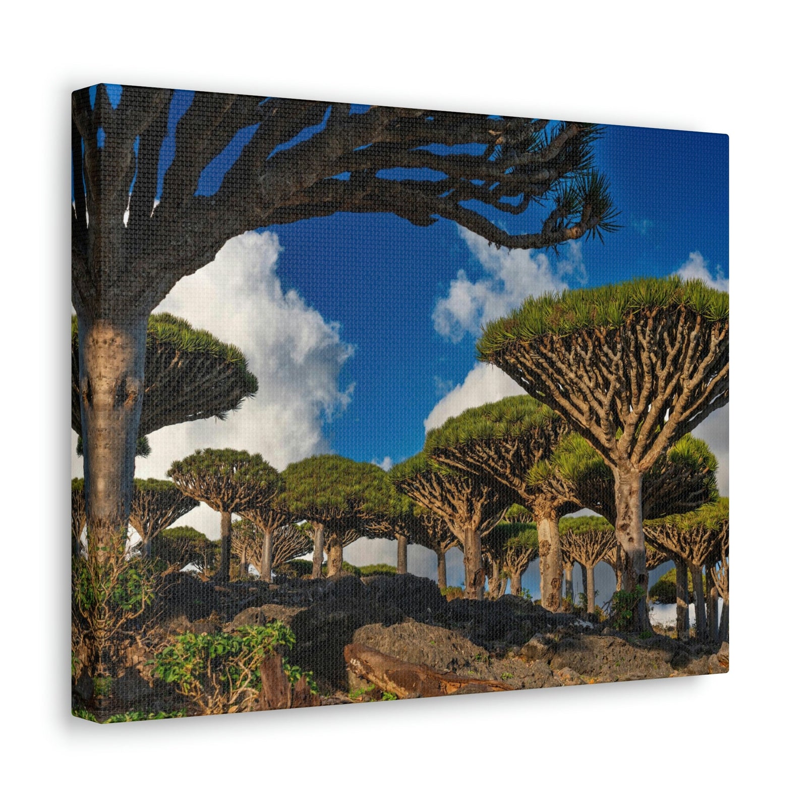 Forest Area With Lush Trees and Vegetation Scene Beautiful Amazing and Lovely Sea Beauty Nature Scene Big Mountains and Shore Wall Art Ready to Hang Unframed-Express Your Love Gifts