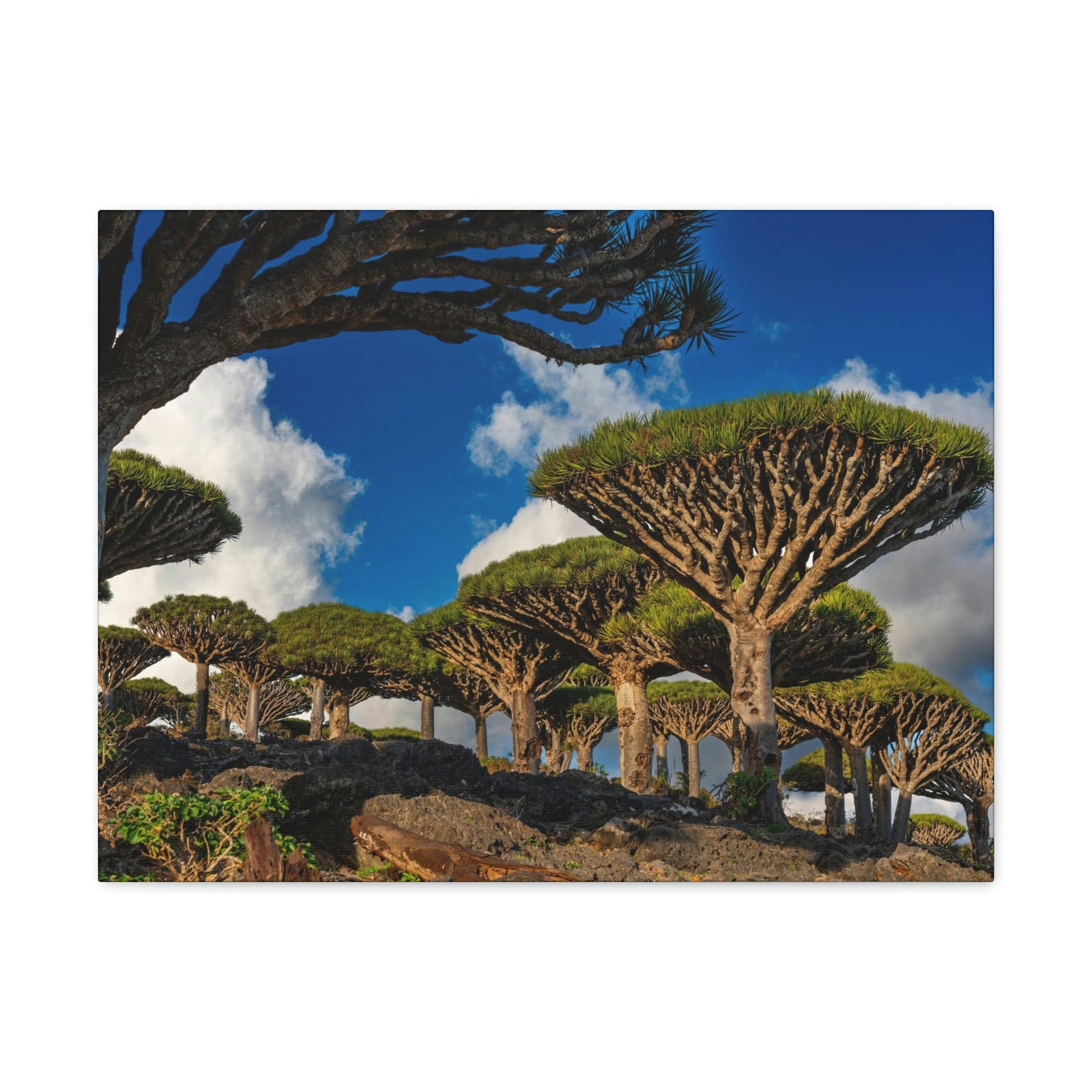 Forest Area With Lush Trees and Vegetation Scene Beautiful Amazing and Lovely Sea Beauty Nature Scene Big Mountains and Shore Wall Art Ready to Hang Unframed-Express Your Love Gifts