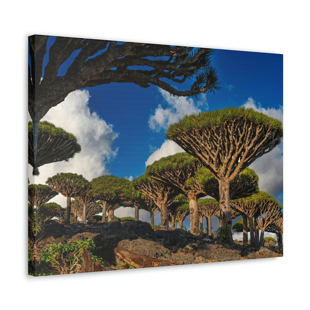 Forest Area With Lush Trees and Vegetation Scene Beautiful Amazing and Lovely Sea Beauty Nature Scene Big Mountains and Shore Wall Art Ready to Hang Unframed-Express Your Love Gifts