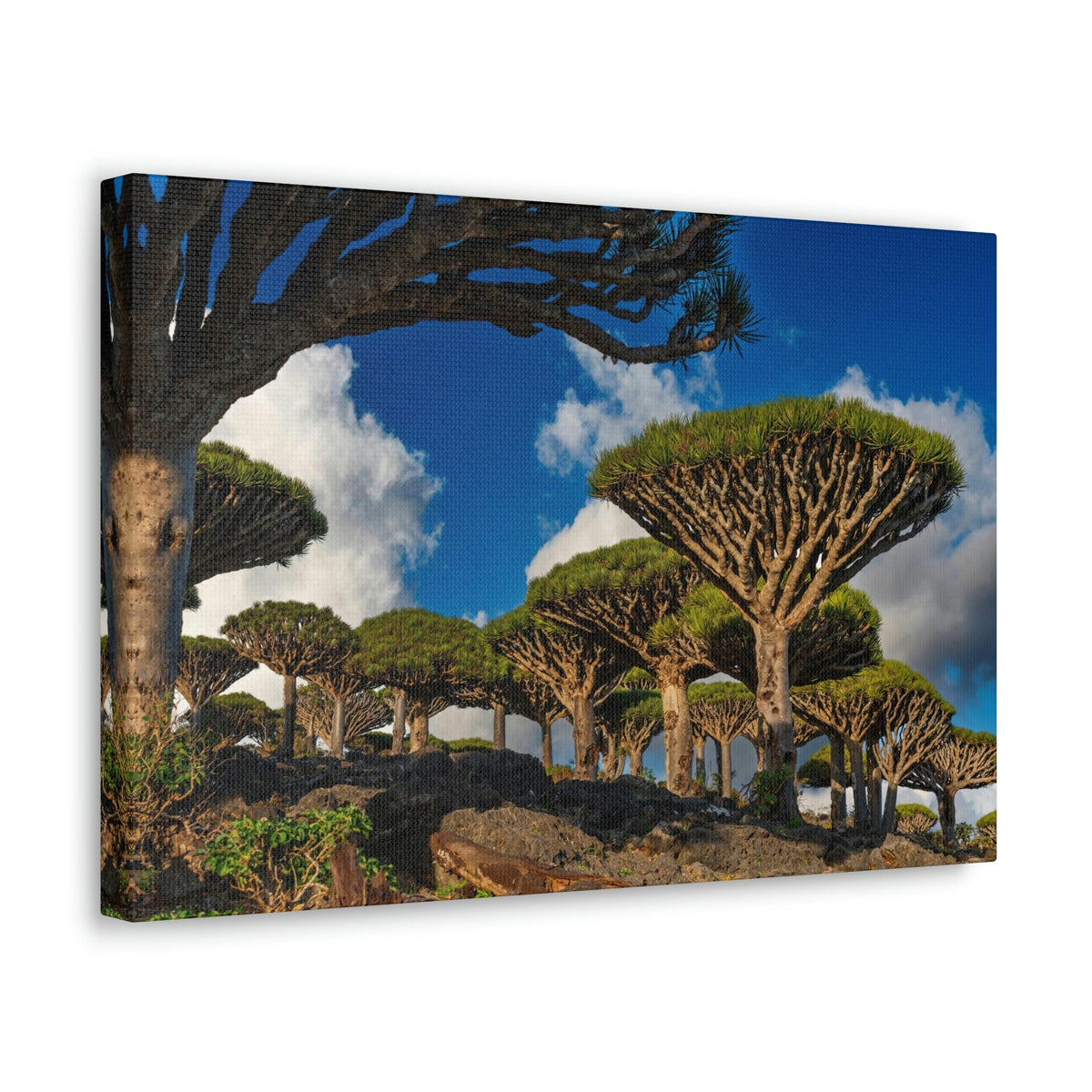 Forest Area With Lush Trees and Vegetation Scene Beautiful Amazing and Lovely Sea Beauty Nature Scene Big Mountains and Shore Wall Art Ready to Hang Unframed-Express Your Love Gifts