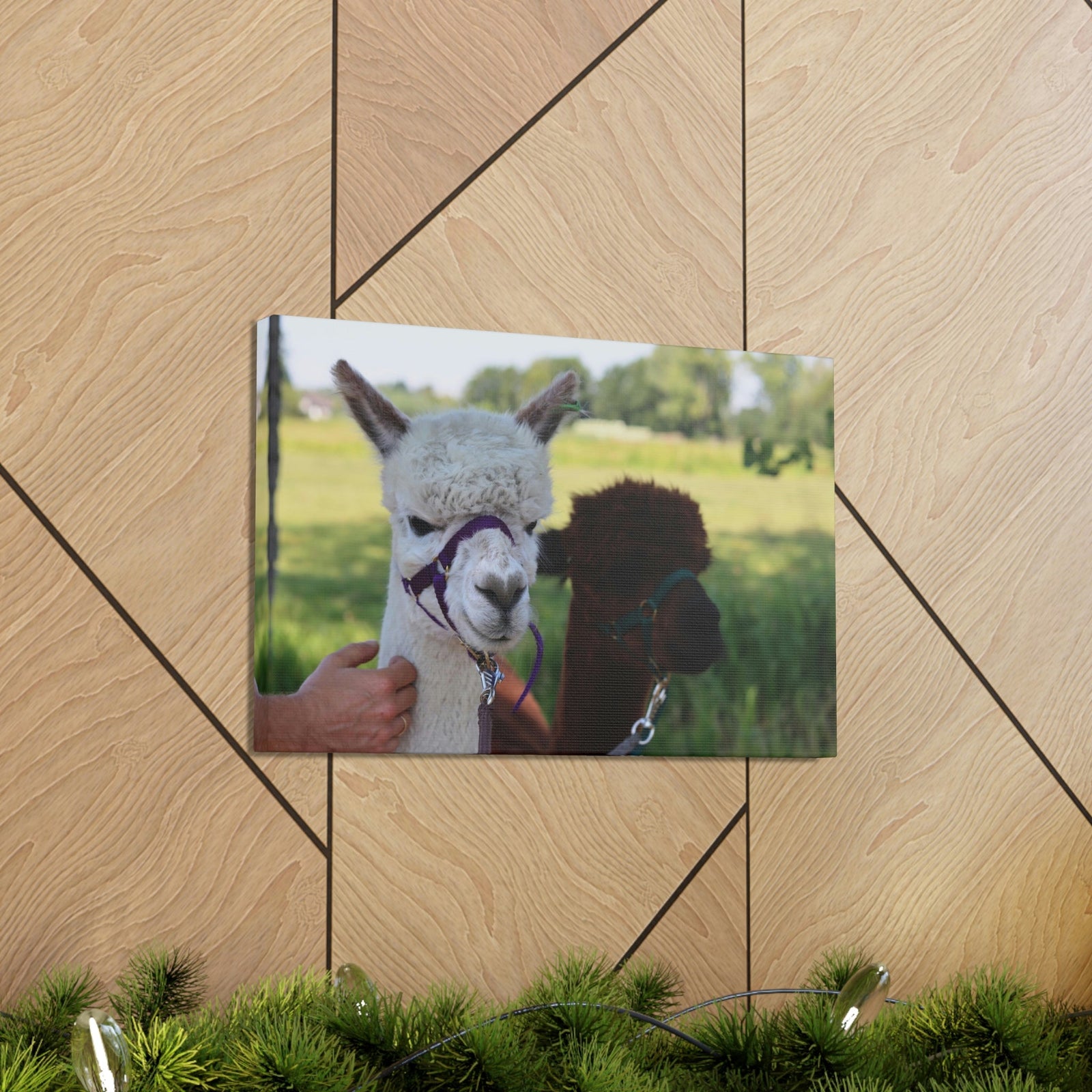 Funny Alpaca Couple Outside Wall Art Ready to Hang Unframed-Express Your Love Gifts
