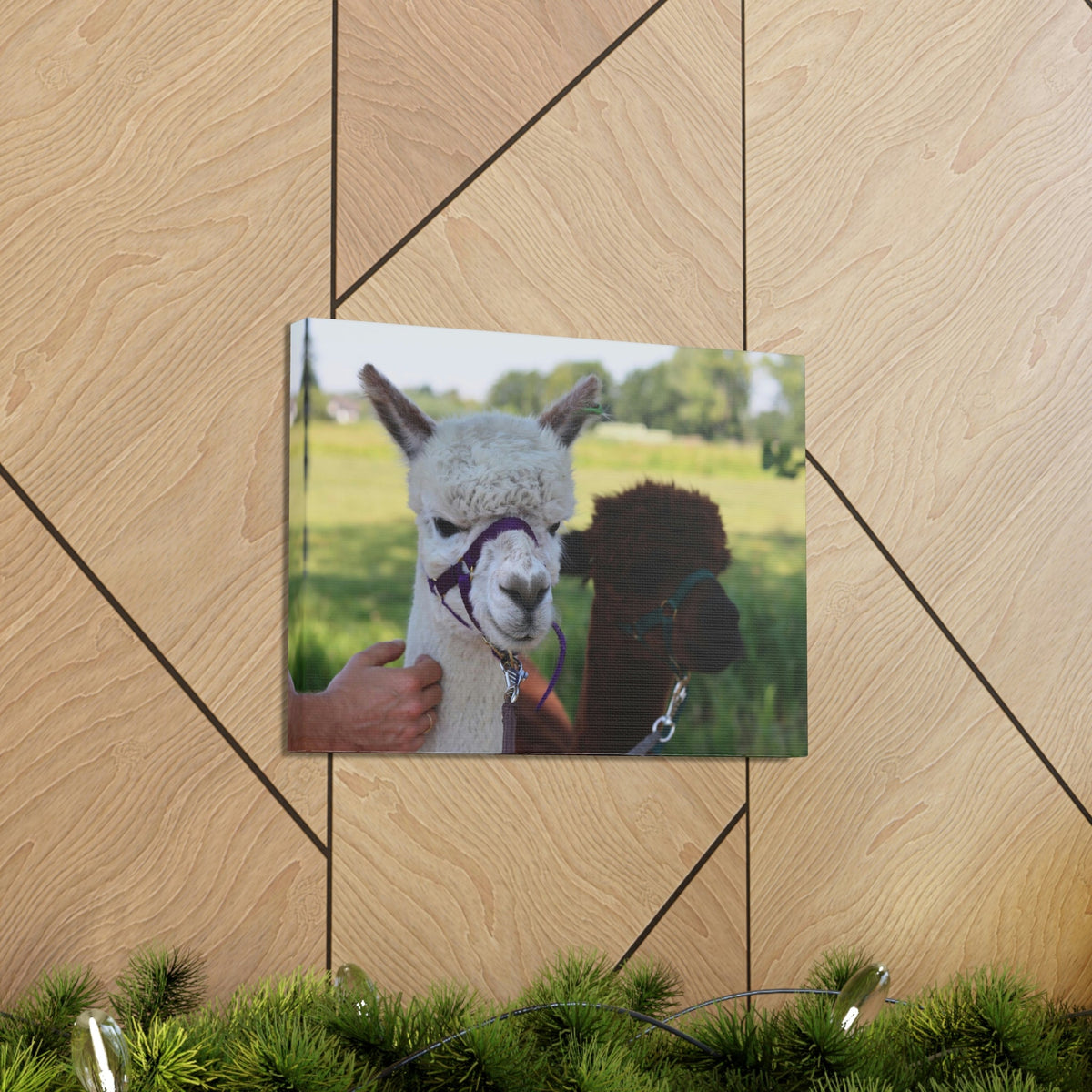 Funny Alpaca Couple Outside Wall Art Ready to Hang Unframed-Express Your Love Gifts
