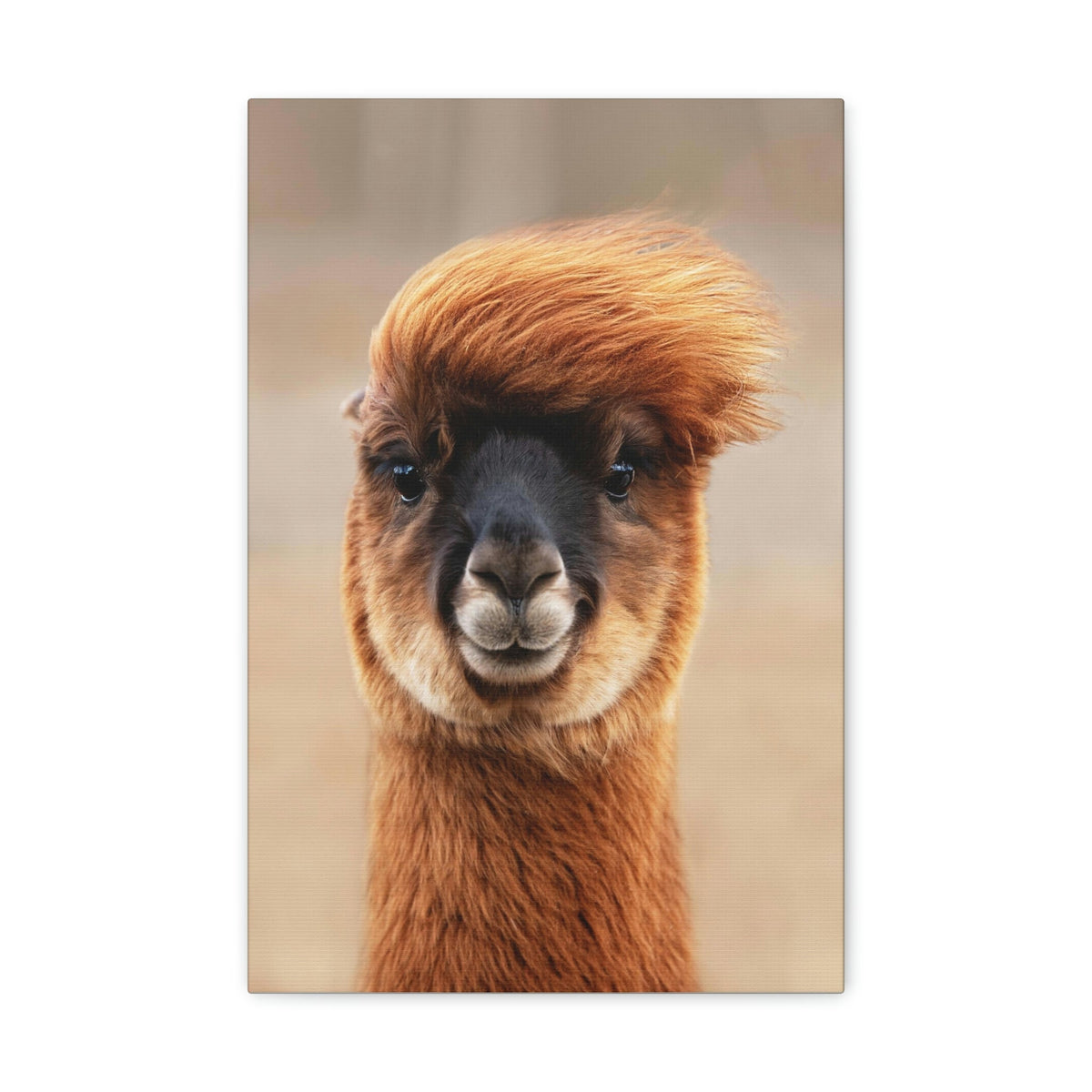 Funny Alpaca Selfie Outside Wall Art Ready to Hang Unframed-Express Your Love Gifts