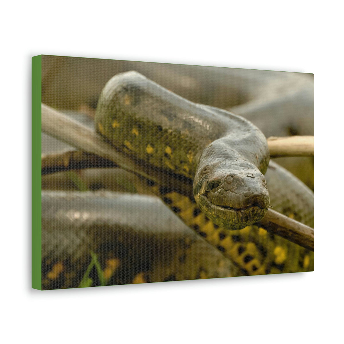 Funny Anaconda Silly Anaconda Outside Wall Art Ready to Hang Unframed-Express Your Love Gifts
