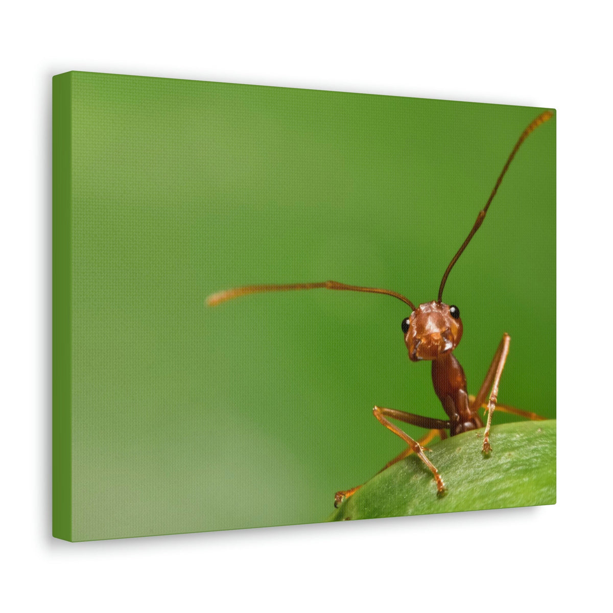Funny Ant Silly Ant Outside Wall Art Ready to Hang Unframed-Express Your Love Gifts