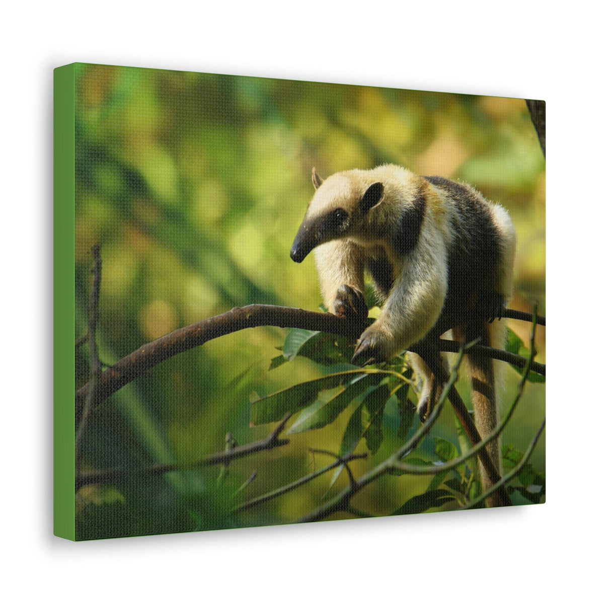 Funny Anteater Silly Anteater Outside Wall Art Ready to Hang Unframed-Express Your Love Gifts