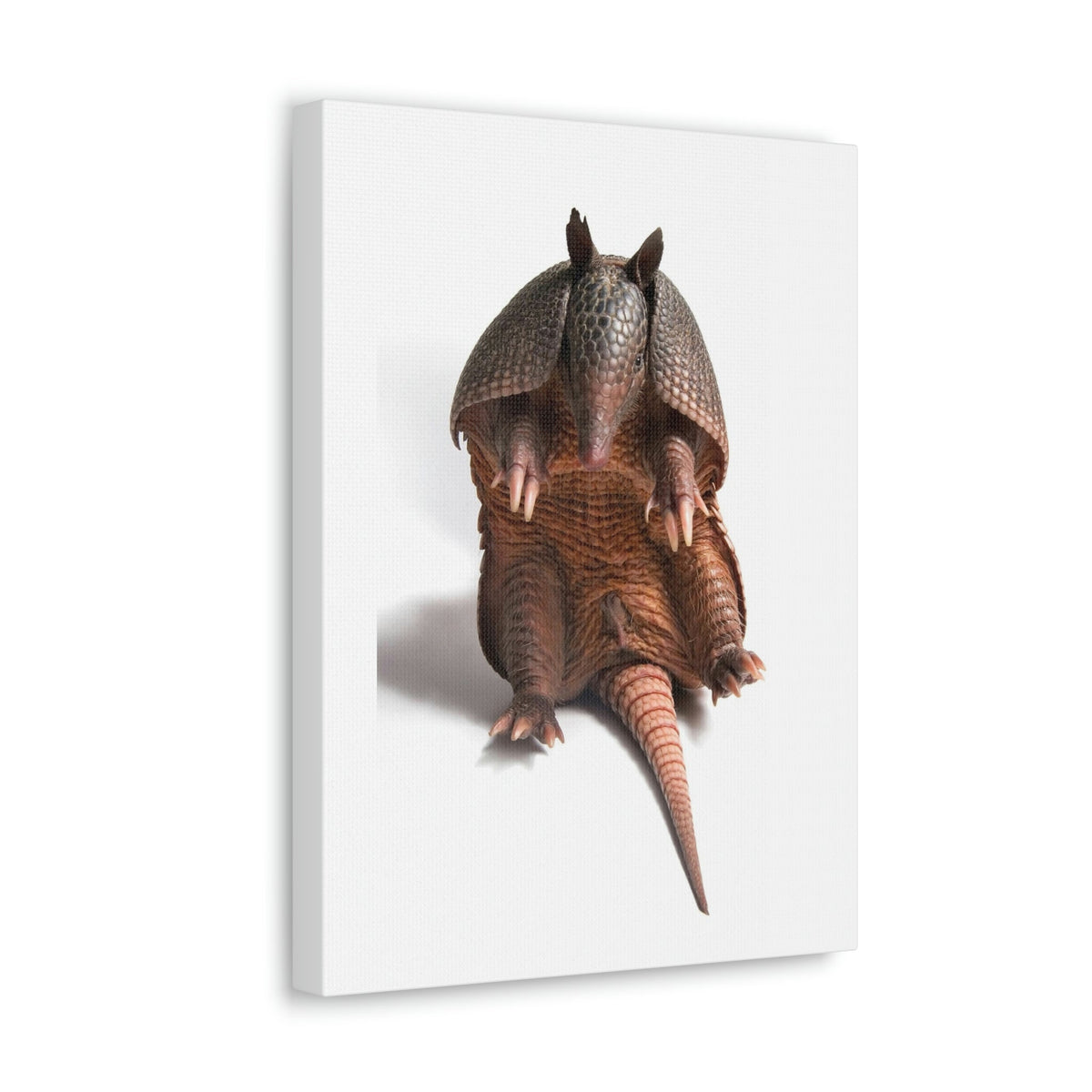 Funny Armadillo Silly Armadillo Inside Wall Art Ready to Hang Unframed-Express Your Love Gifts