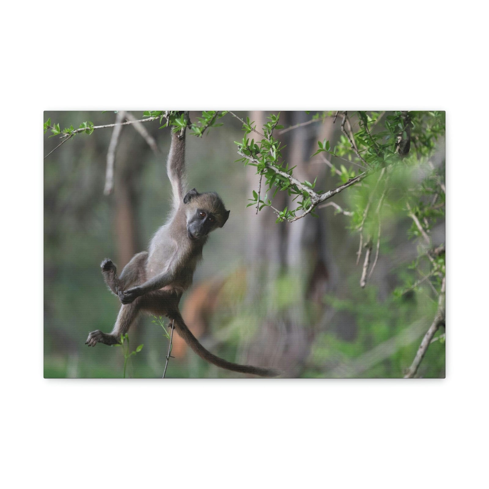 Funny Baboon Outside Wall Art Ready to Hang Unframed-Express Your Love Gifts
