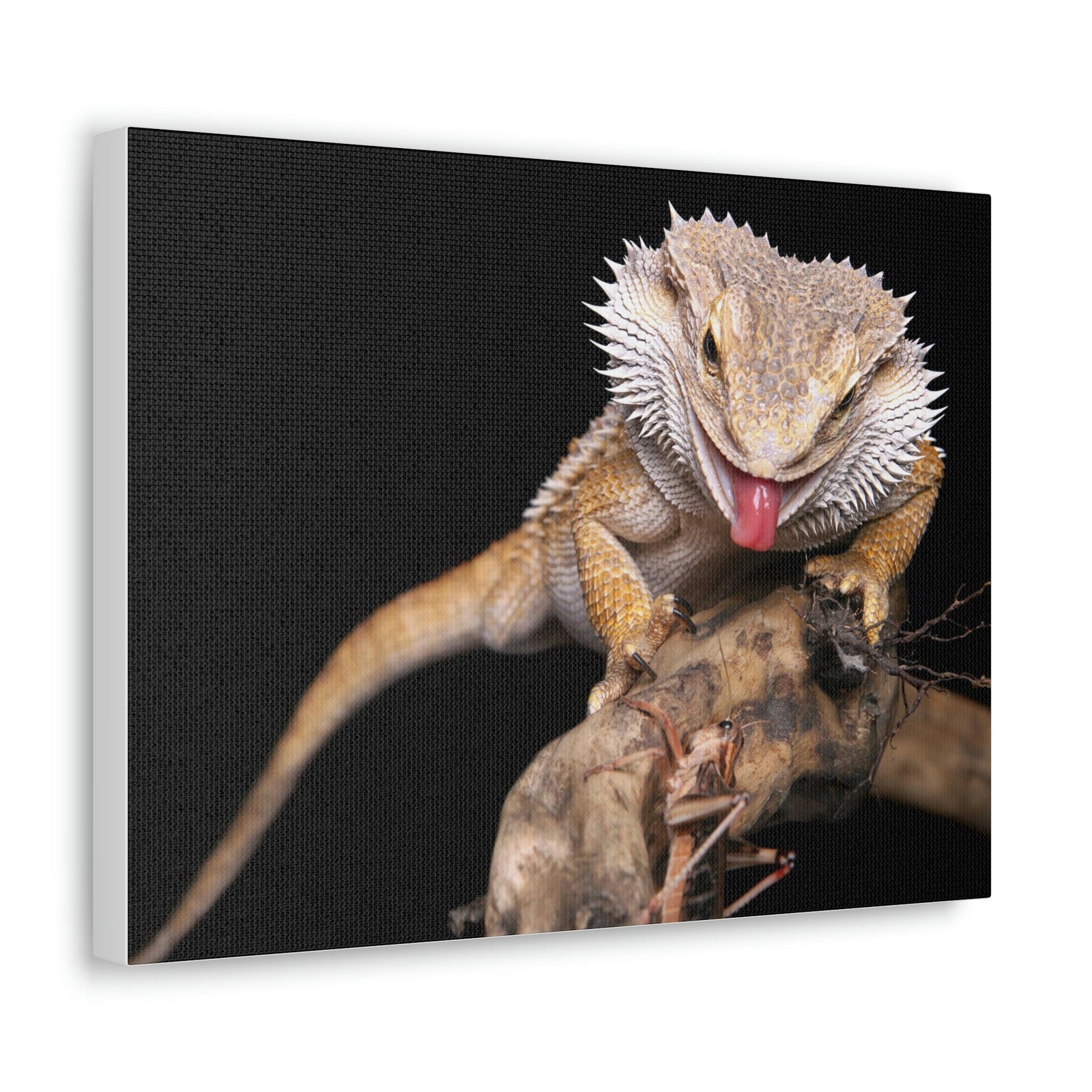 Scripture Walls Funny Bearded Dragon Print Animal Wall Art Wildlife Canvas Prints Wall Art Ready to Hang Unframed-Express Your Love Gifts