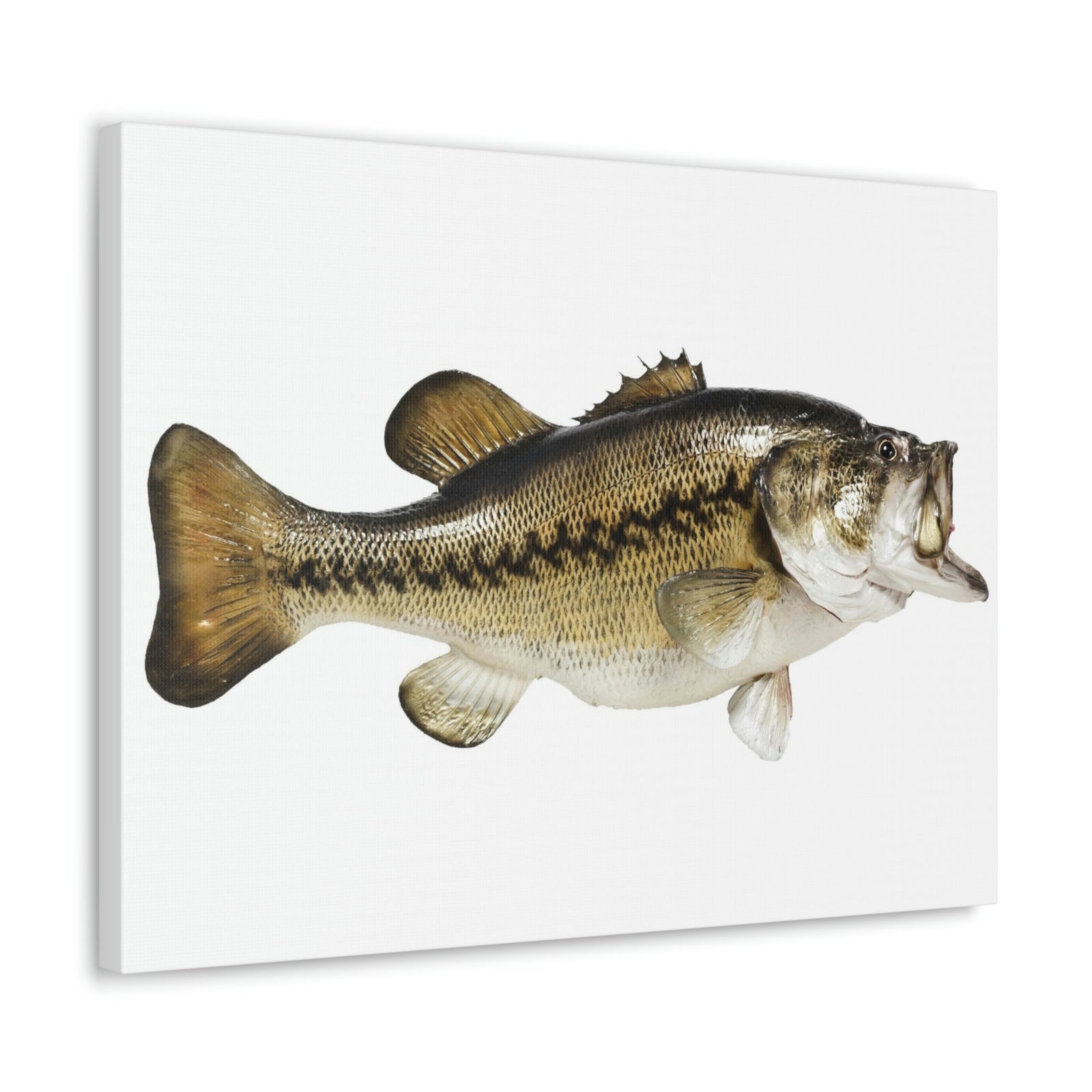 Scripture Walls Funny Isolated Bass Print Animal Wall Art Wildlife Canvas Prints Wall Art Ready to Hang Unframed-Express Your Love Gifts