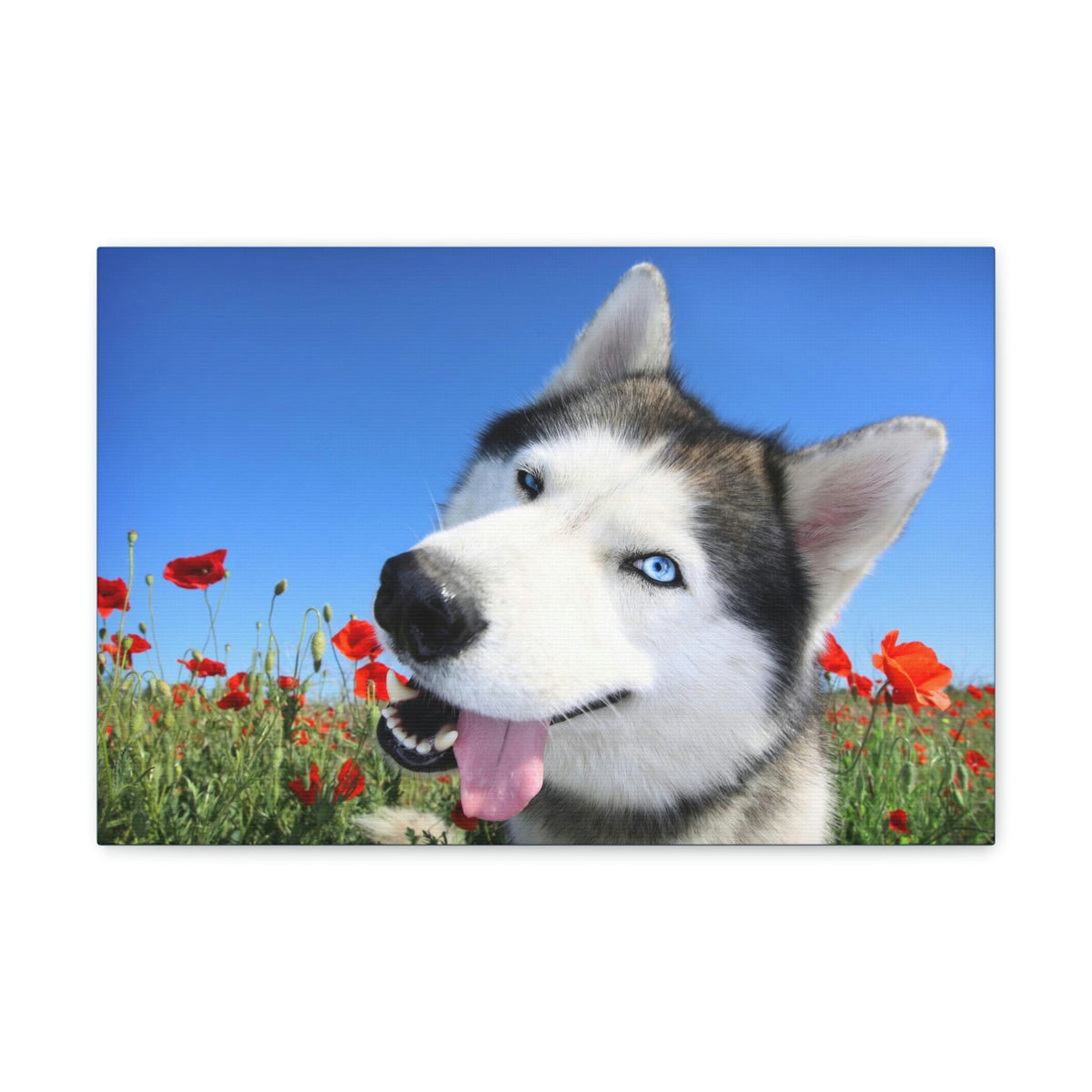 Funny Siberian Husky Silly Siberian Husky Outside Wall Art Ready to Hang Unframed-Express Your Love Gifts
