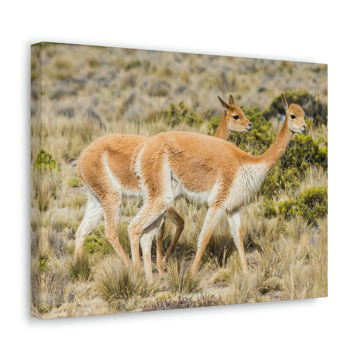Funny Vicuna Silly Vicuna Scene Couple Wall Art Ready to Hang Unframed-Express Your Love Gifts