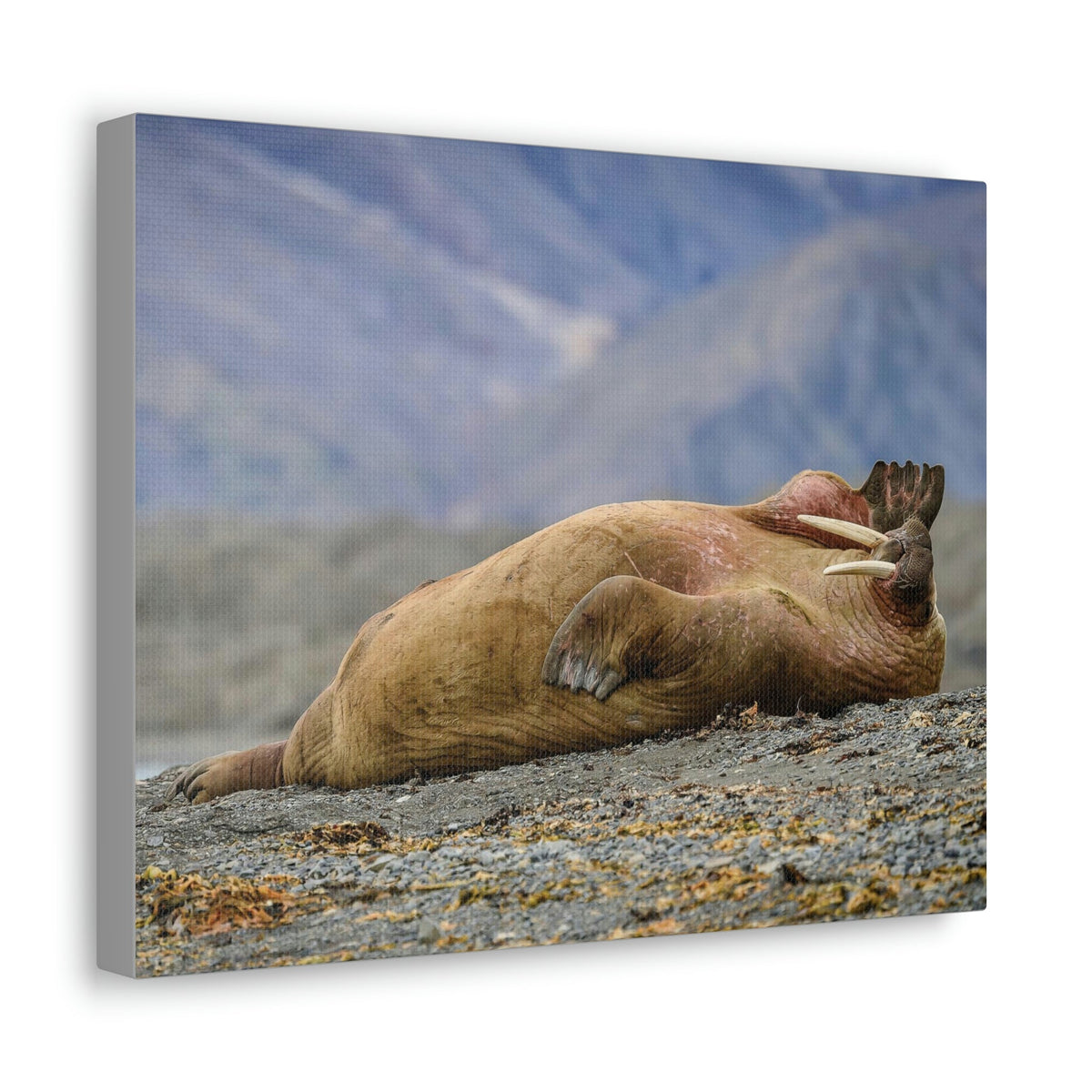 Funny Walrus Sill Walrus Outside Wall Art Ready To Hang Unframed-Express Your Love Gifts