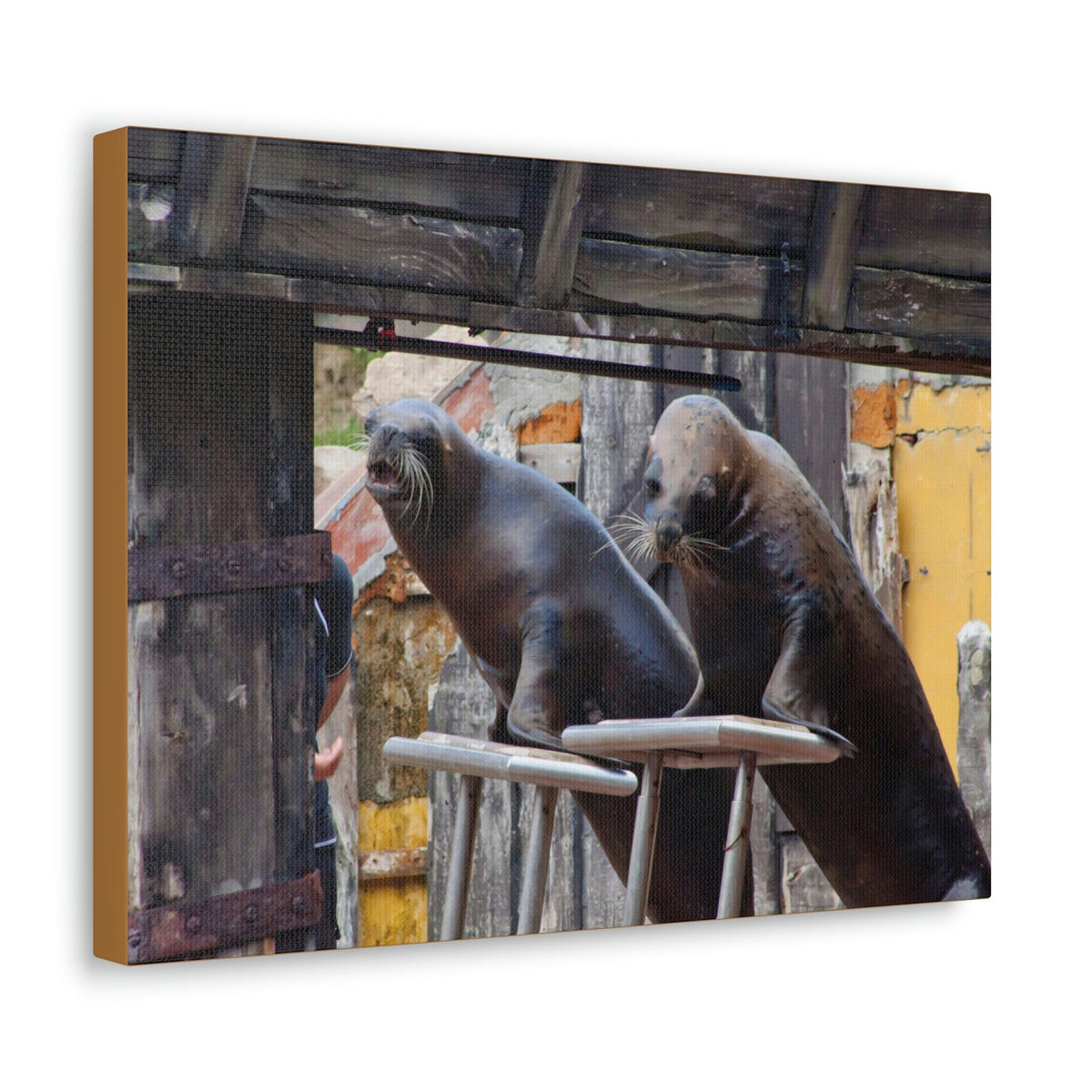 Funny Walrus Silly Walrus Inside Wall Art Ready to Hang Unframed-Express Your Love Gifts