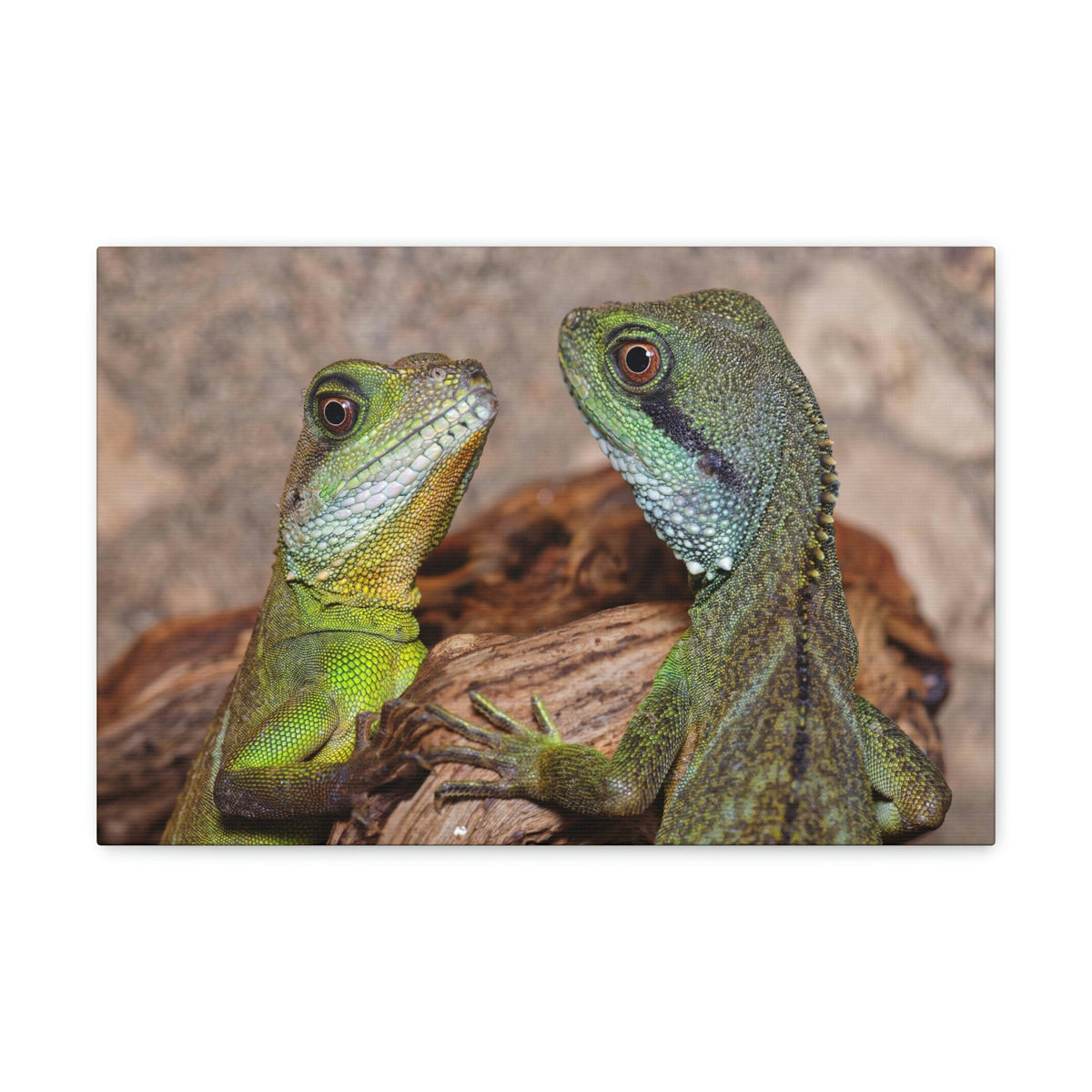 Funny Water Dragons Silly Water Dragons Scene Couple Wall Art Ready to Hang Unframed-Express Your Love Gifts