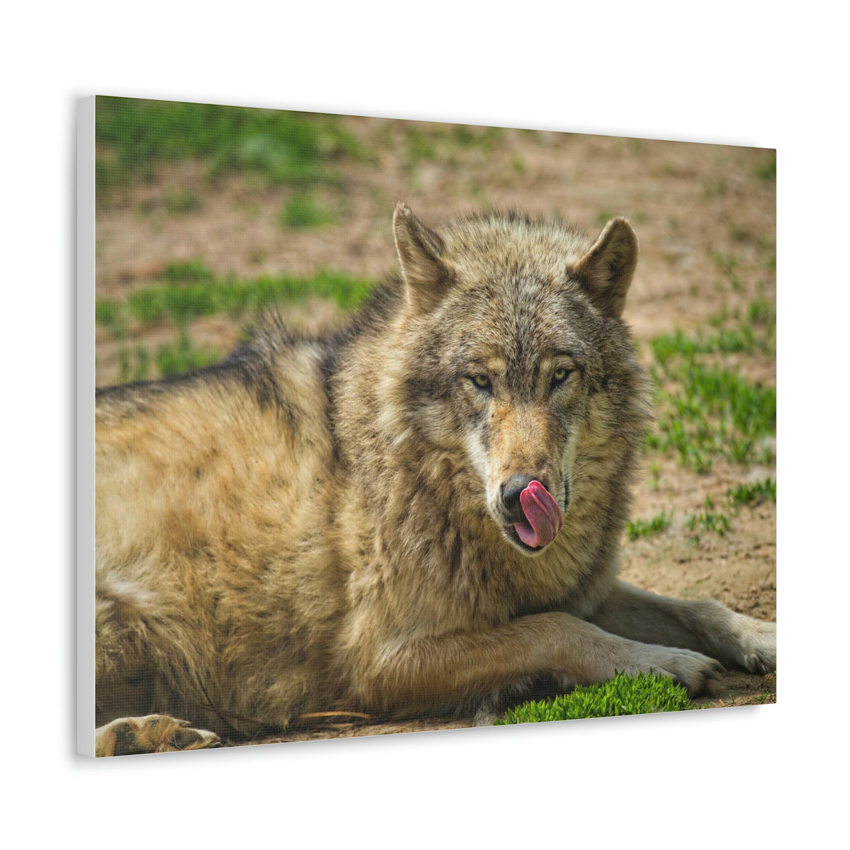Funny Wolf Silly Wolf Scene Outside Wall Art Ready to Hang Unframed-Express Your Love Gifts