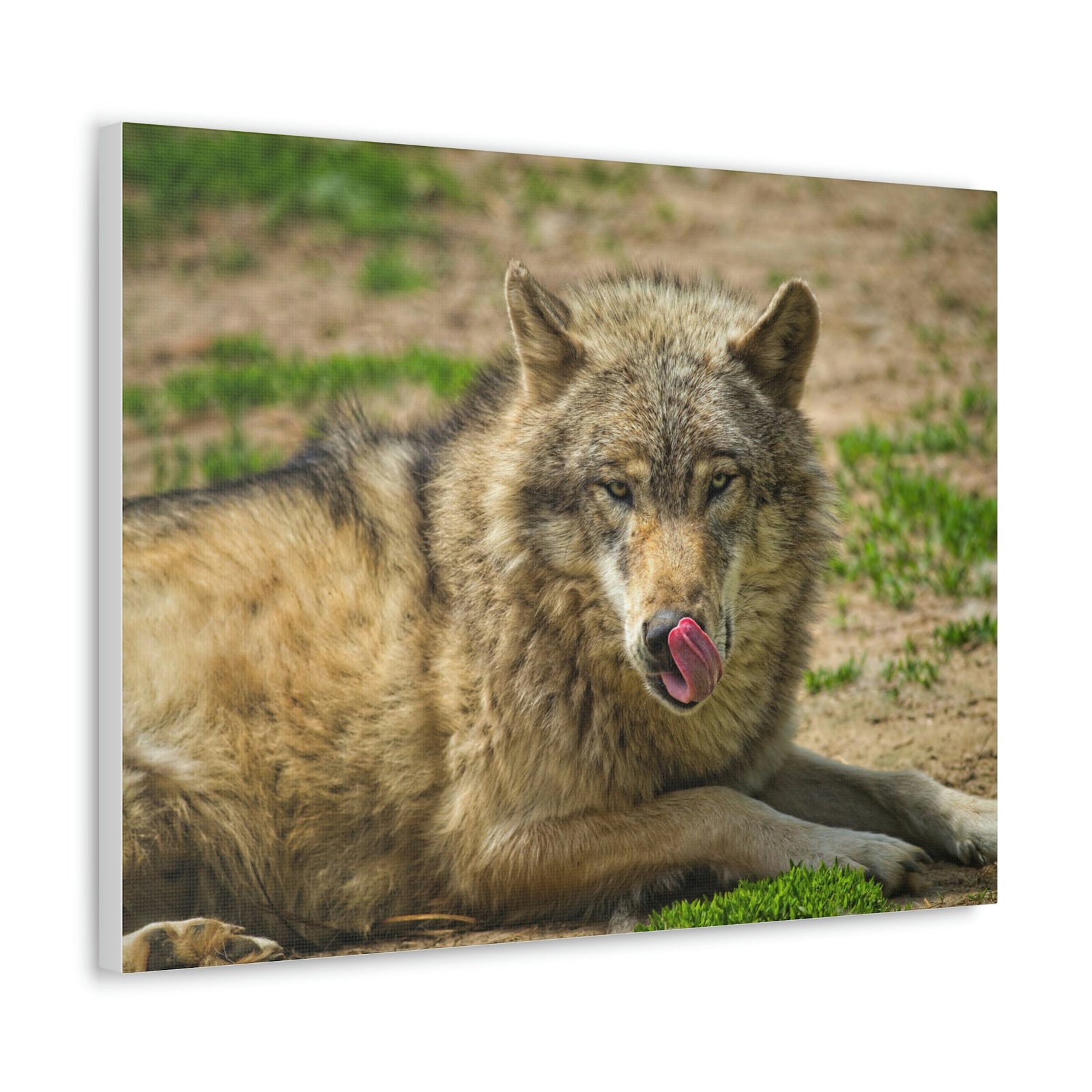 Funny Wolf Silly Wolf Scene Outside Wall Art Ready to Hang Unframed-Express Your Love Gifts