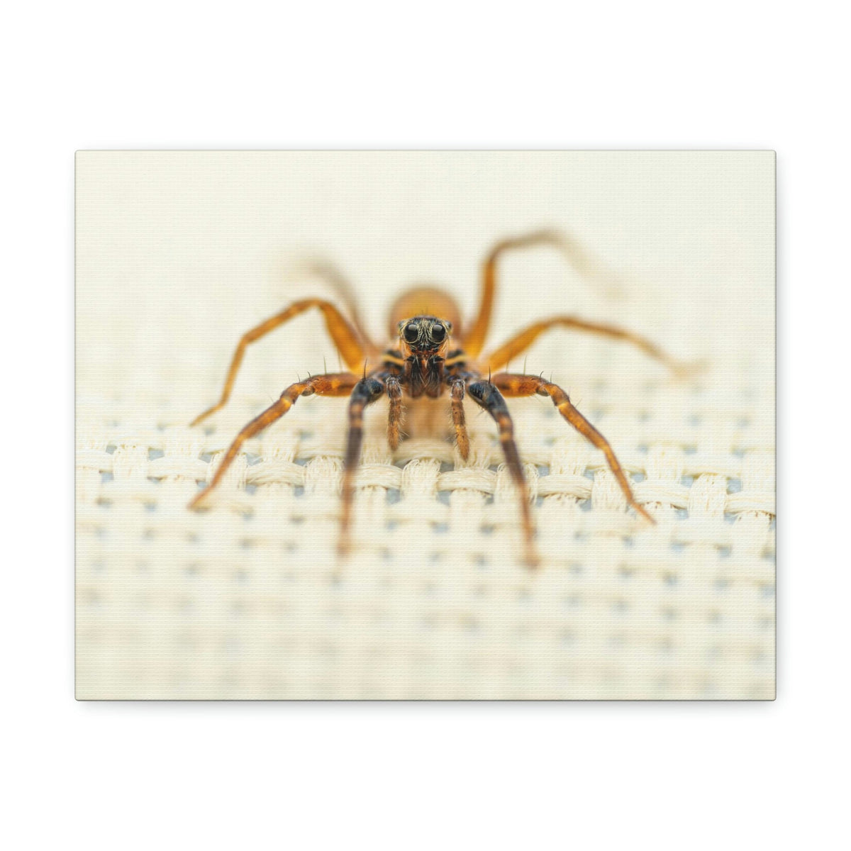 Funny Wolf Spider Silly Wolf Spider Scene Inside Wall Art Ready to Hang Unframed-Express Your Love Gifts