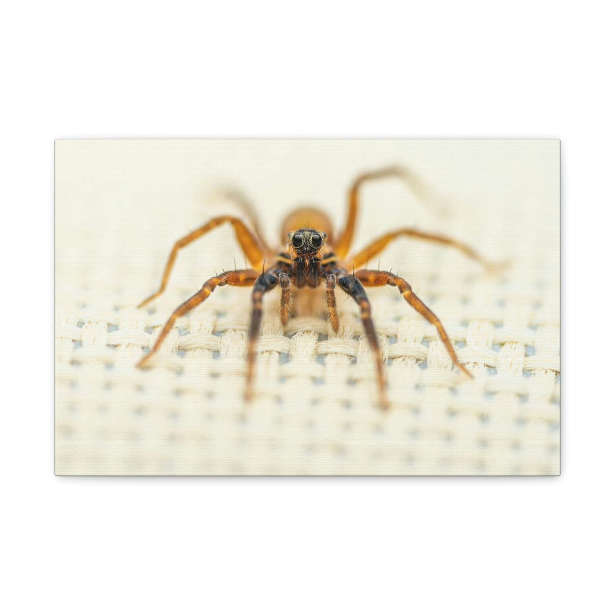 Funny Wolf Spider Silly Wolf Spider Scene Inside Wall Art Ready to Hang Unframed-Express Your Love Gifts