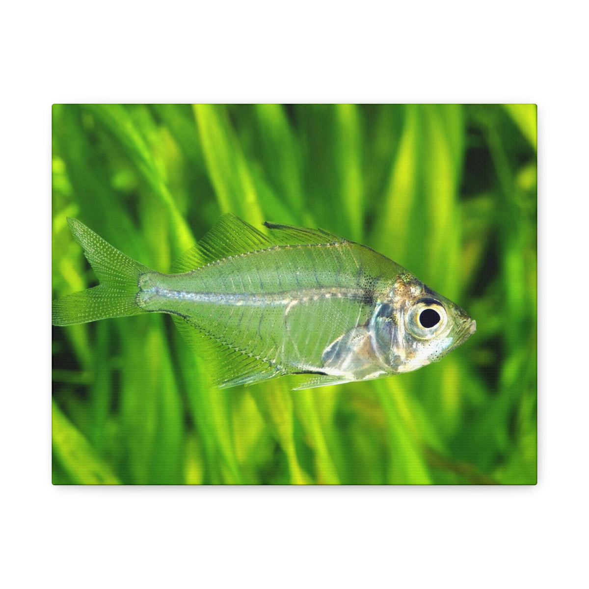 Funny X-Ray Fish Silly X-Ray Fish Scene Outside Wall Art Ready to Hang Unframed-Express Your Love Gifts